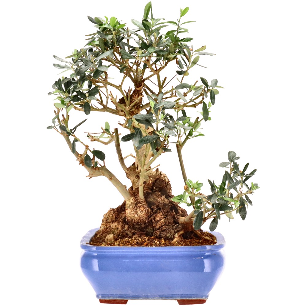 bonsai.fallbackImageTitle