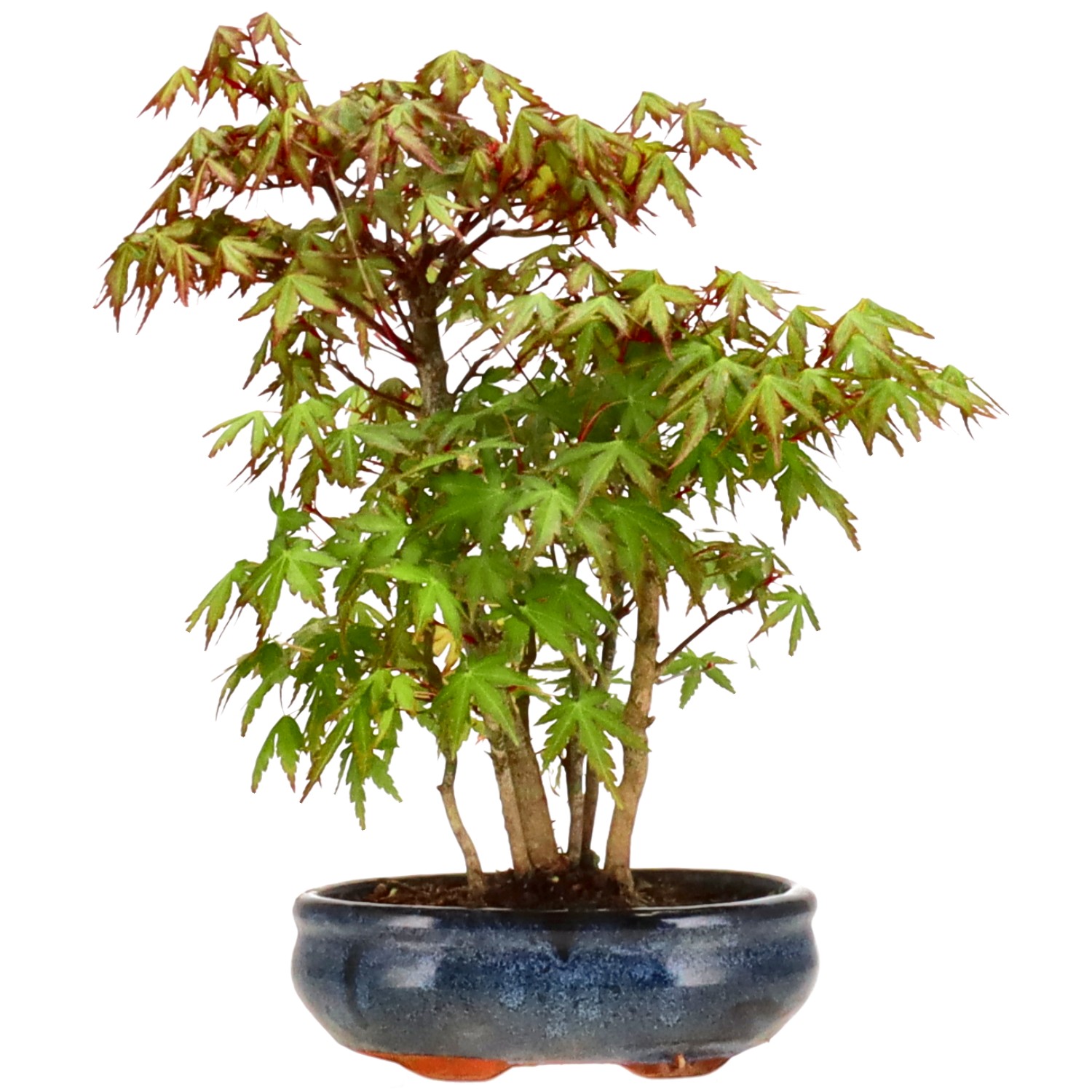 Bergfächerahorn (Yamamomiji), ca. 8 J. (30 cm)