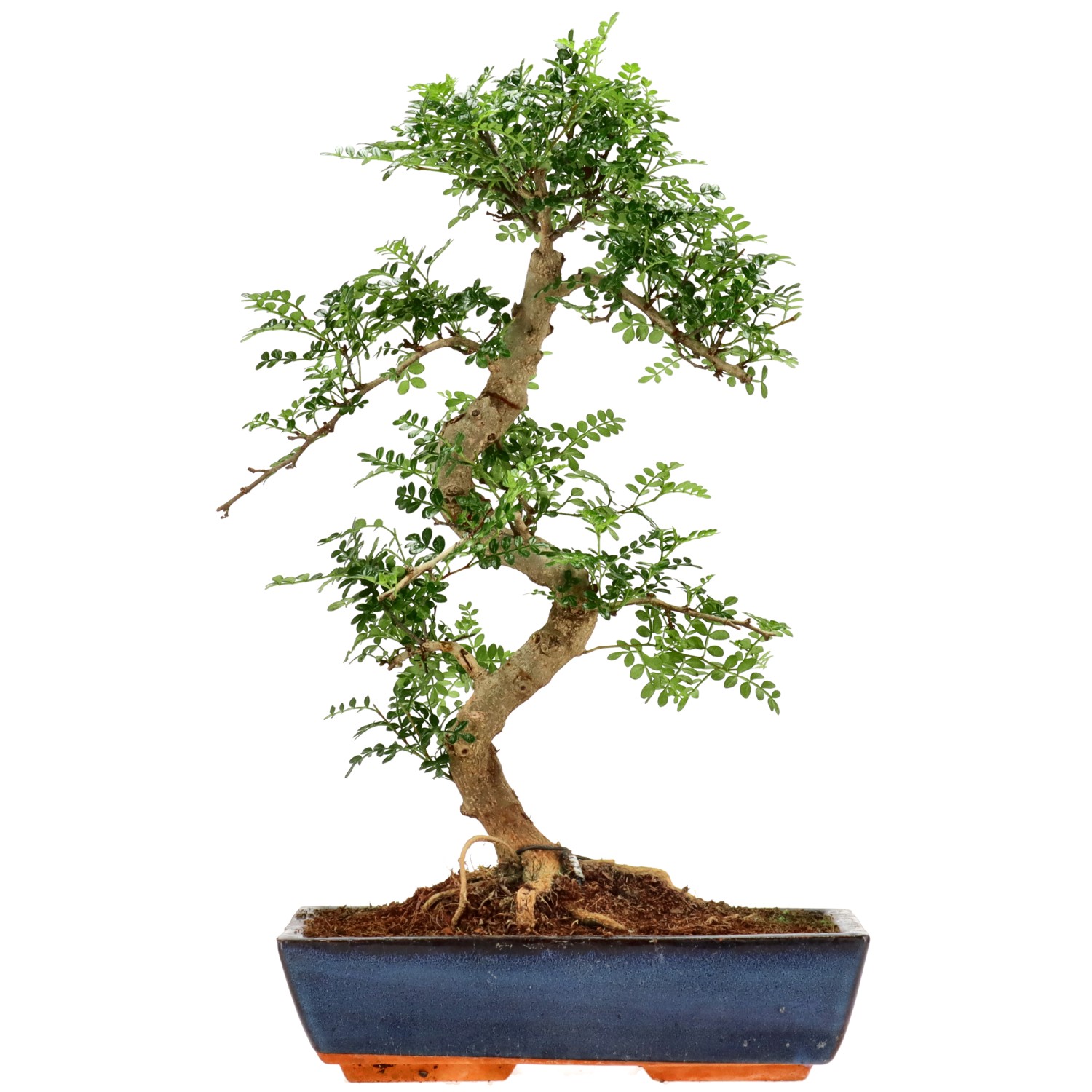 Poivre du Sichuan, env. 18 ans (52 cm)