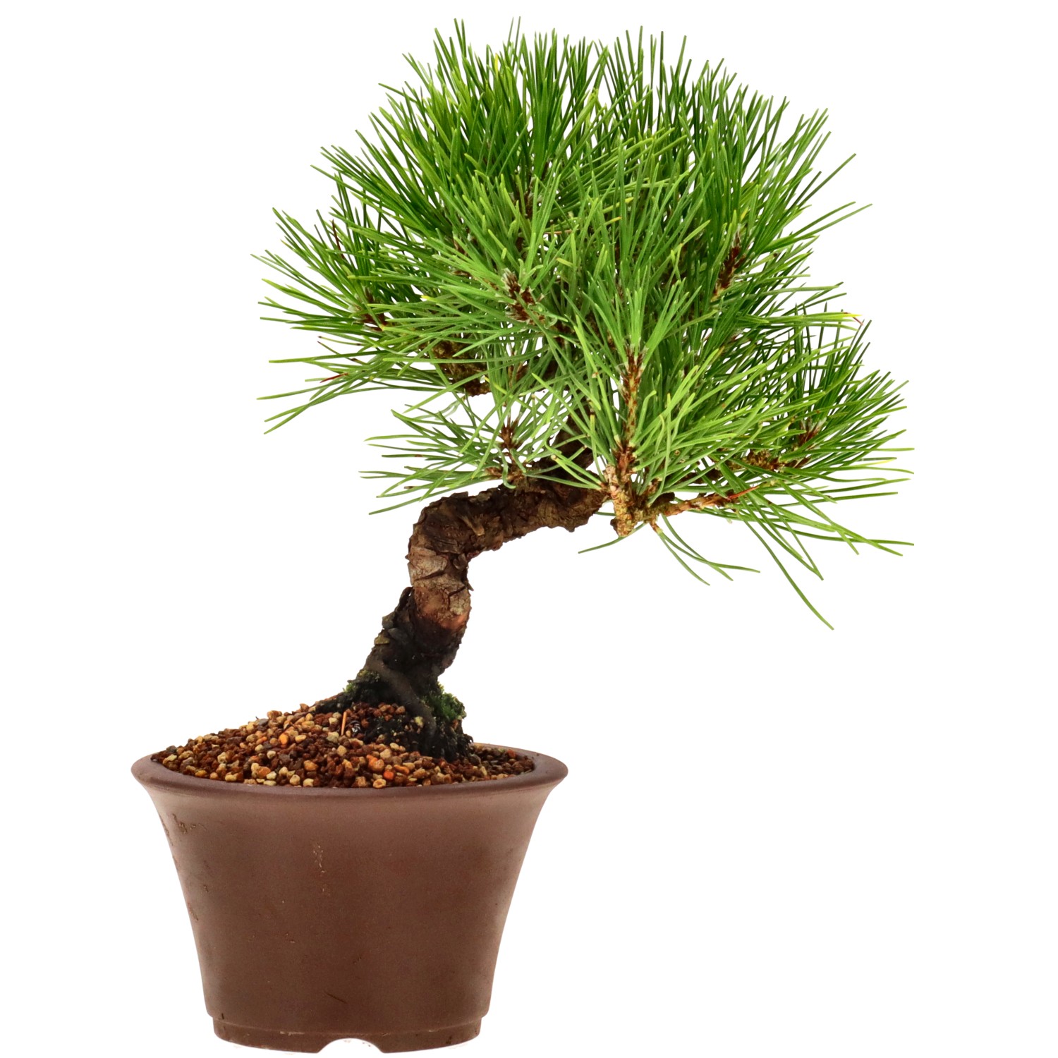 Japanese black pine, approx. 10 y. (18 cm)