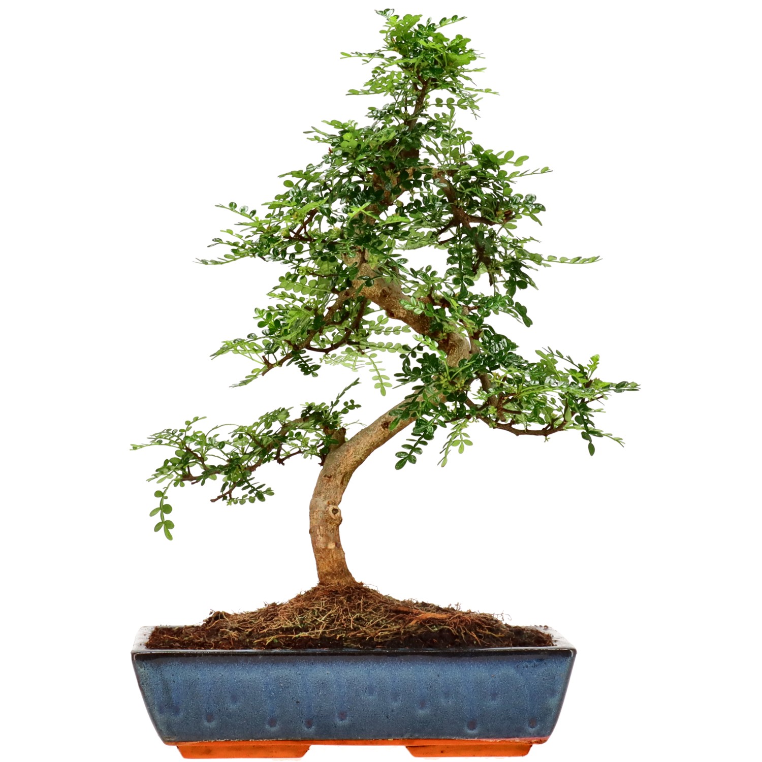 Pimienta de Sichuán, aprox. 16 años (49 cm)