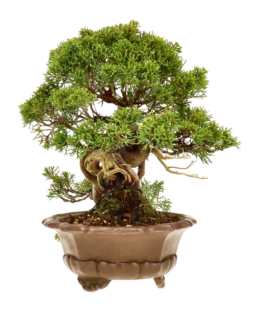 bonsai.fallbackImageTitle bonsai.fallbackImageTitle