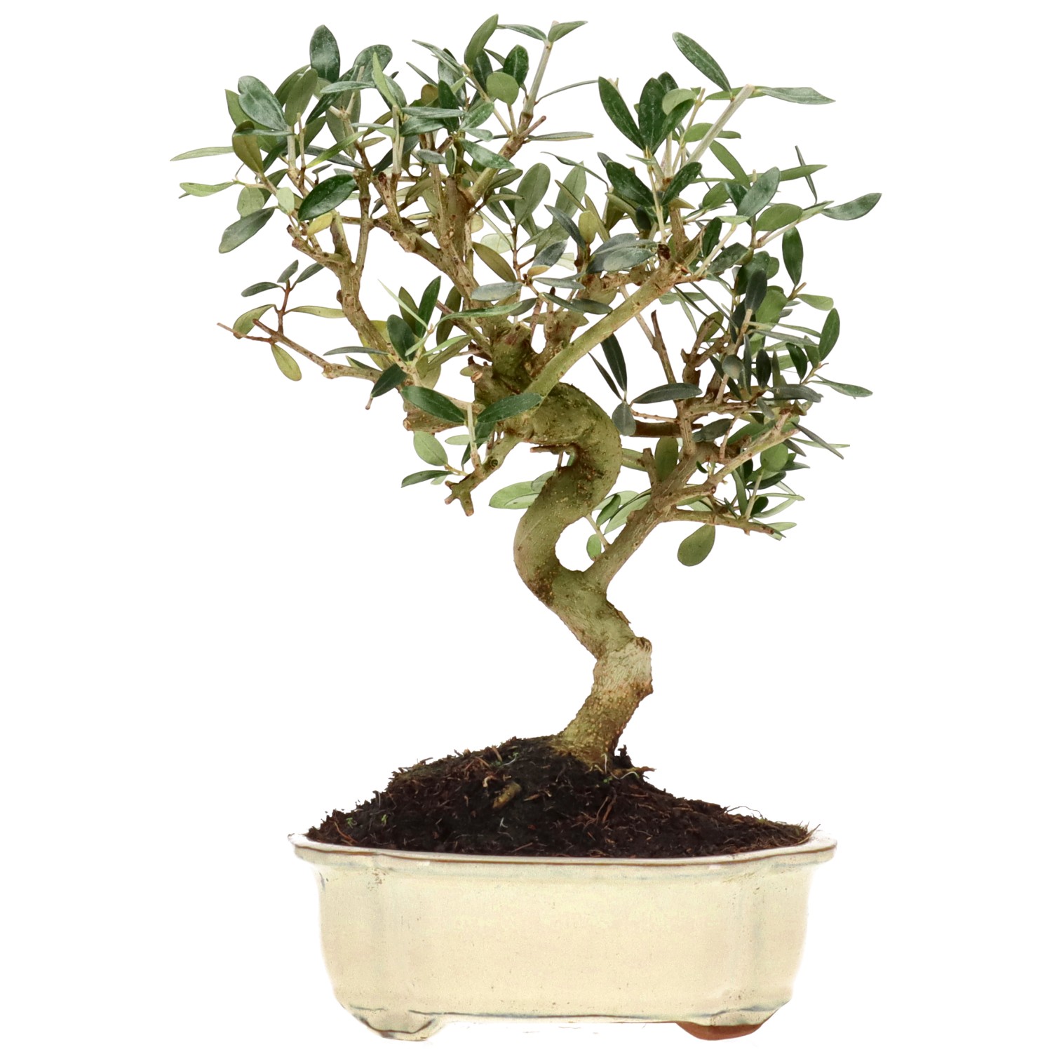 Olea europaea, env. 10 ans (30 cm)