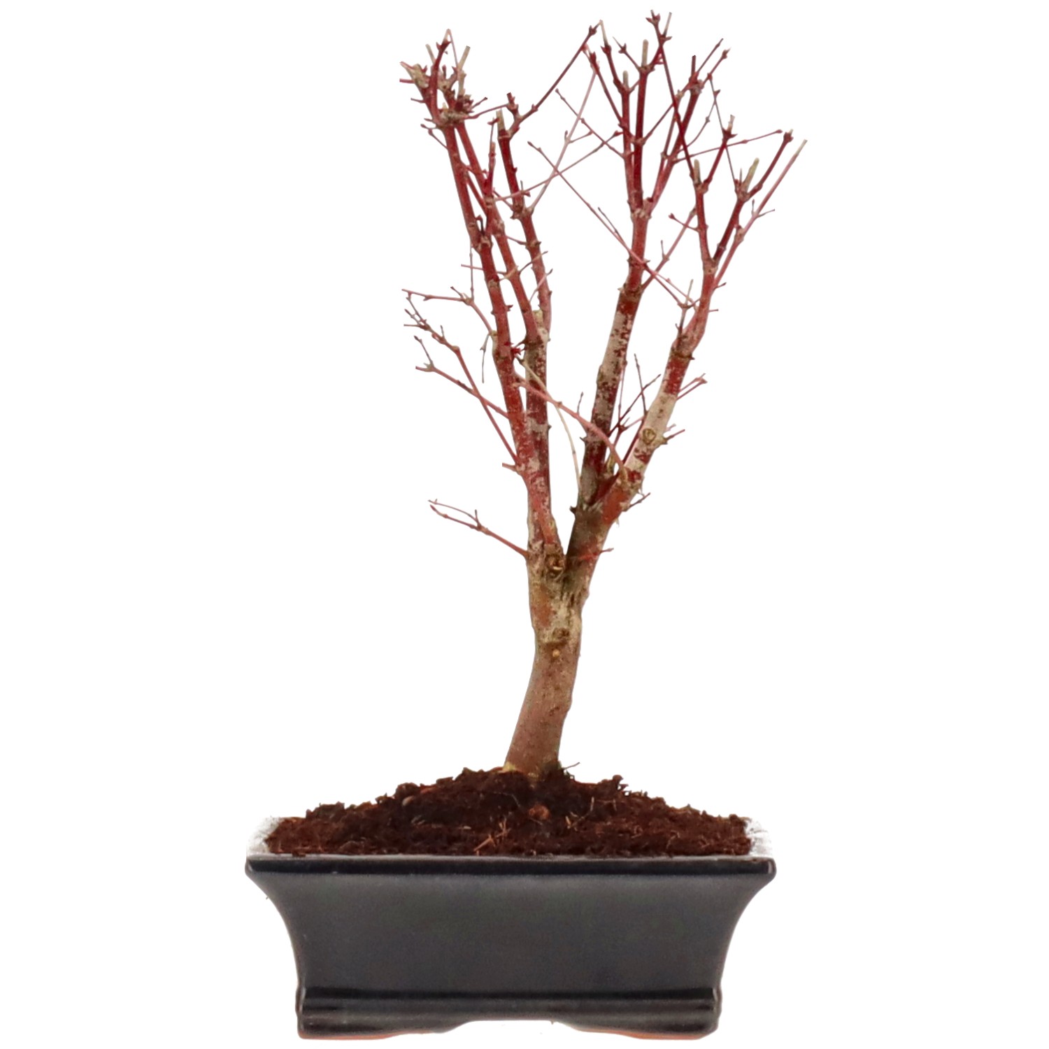 Acero palmato (Katsura), ca. 10 anni (31 cm)