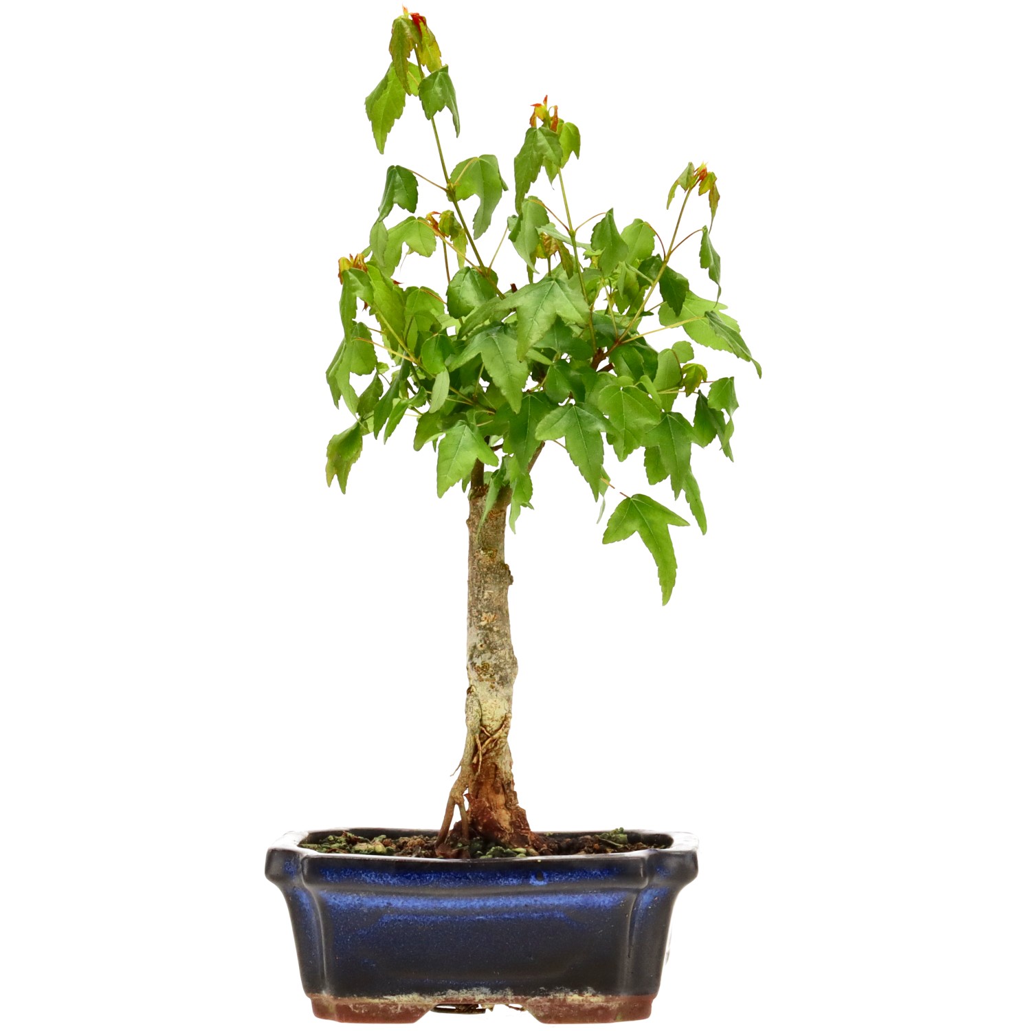 Dreispitzahorn, ca. 6 J. (29 cm)