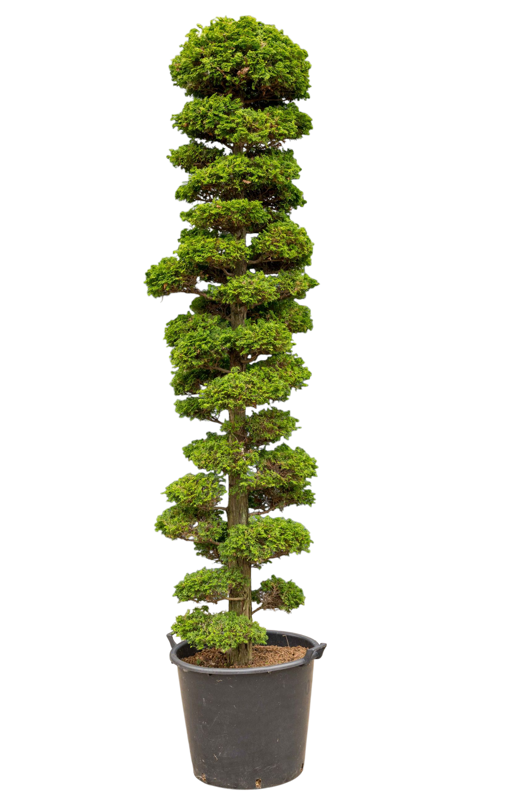 Tuinbonsai - Cypres, ca. 30 jaar