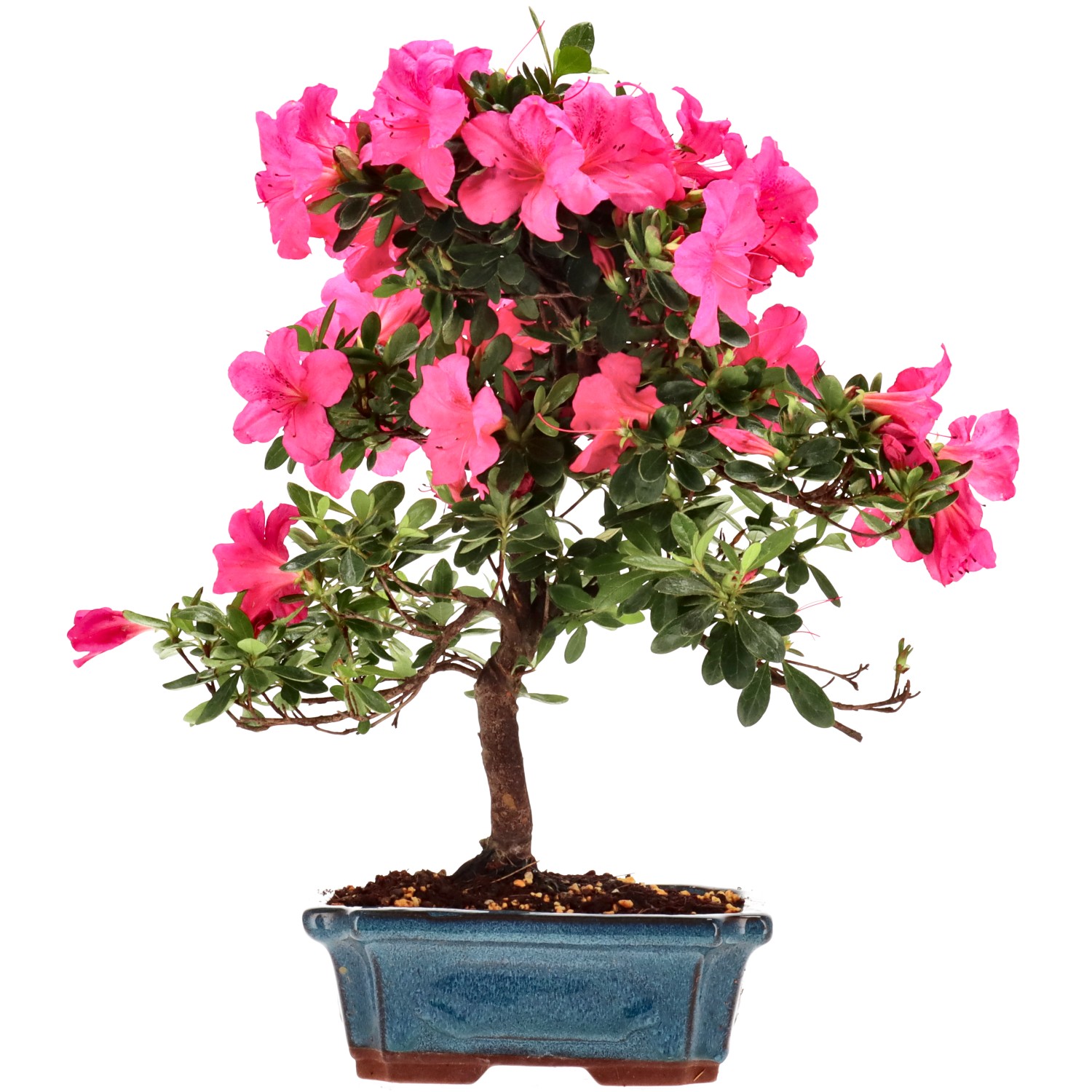 Azalea giapponese (Osakazuki), ca. 10 anni (32 cm)