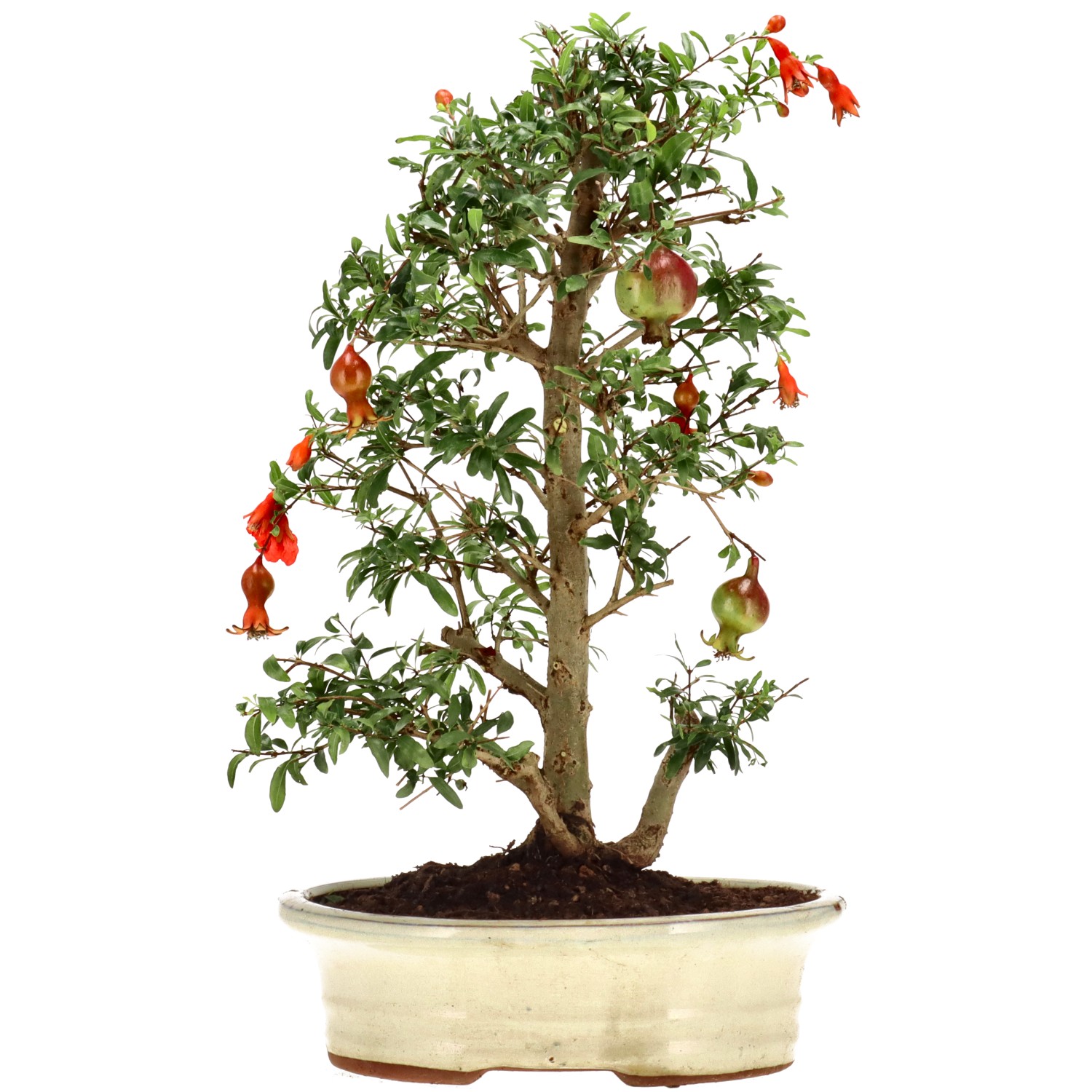 bonsai.fallbackImageTitle bonsai.fallbackImageTitle