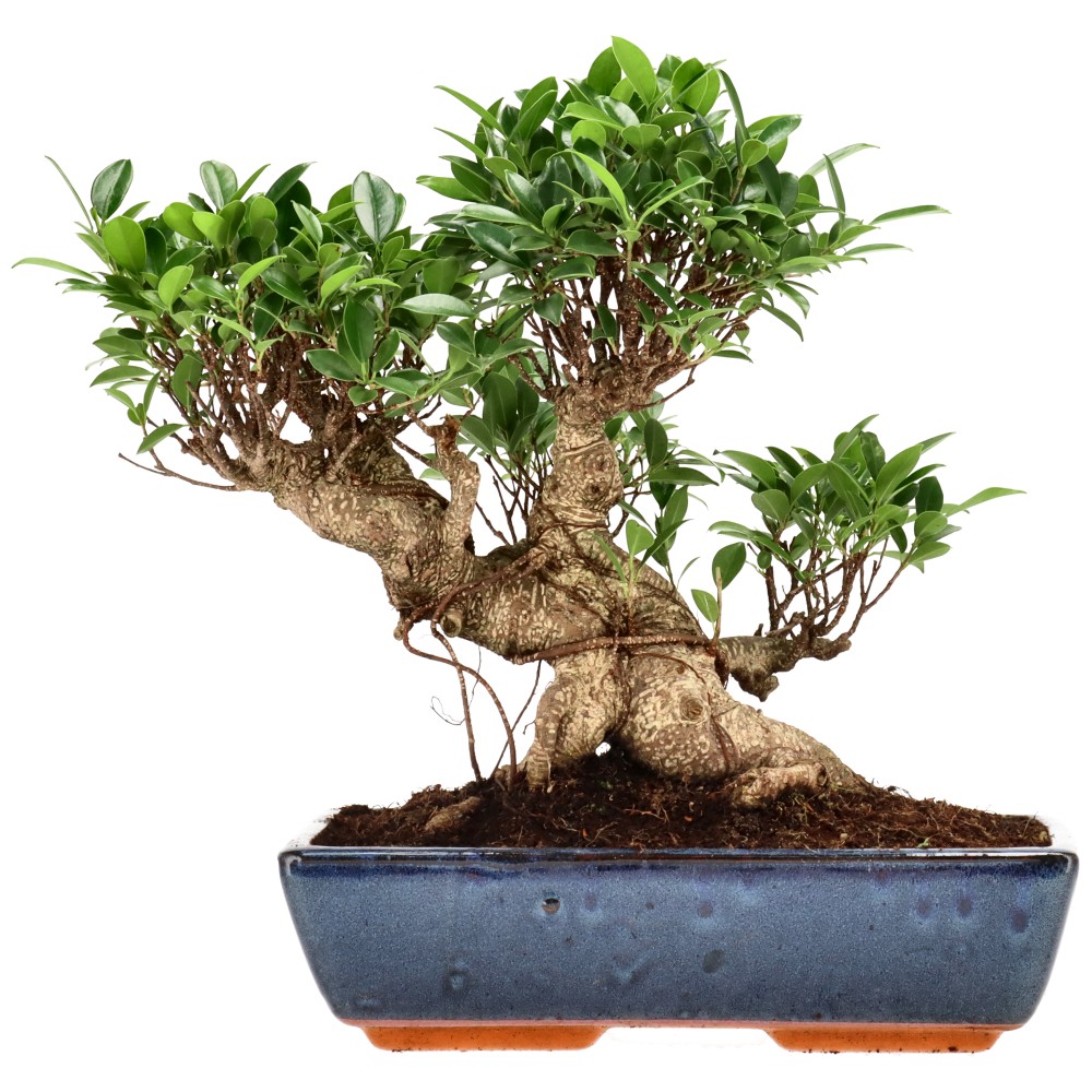 Ficus Retusa, aprox. 22 años (32 cm)