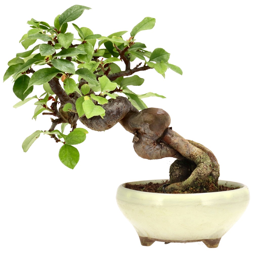 Membrillo chino, aprox. 14 años (19 cm)