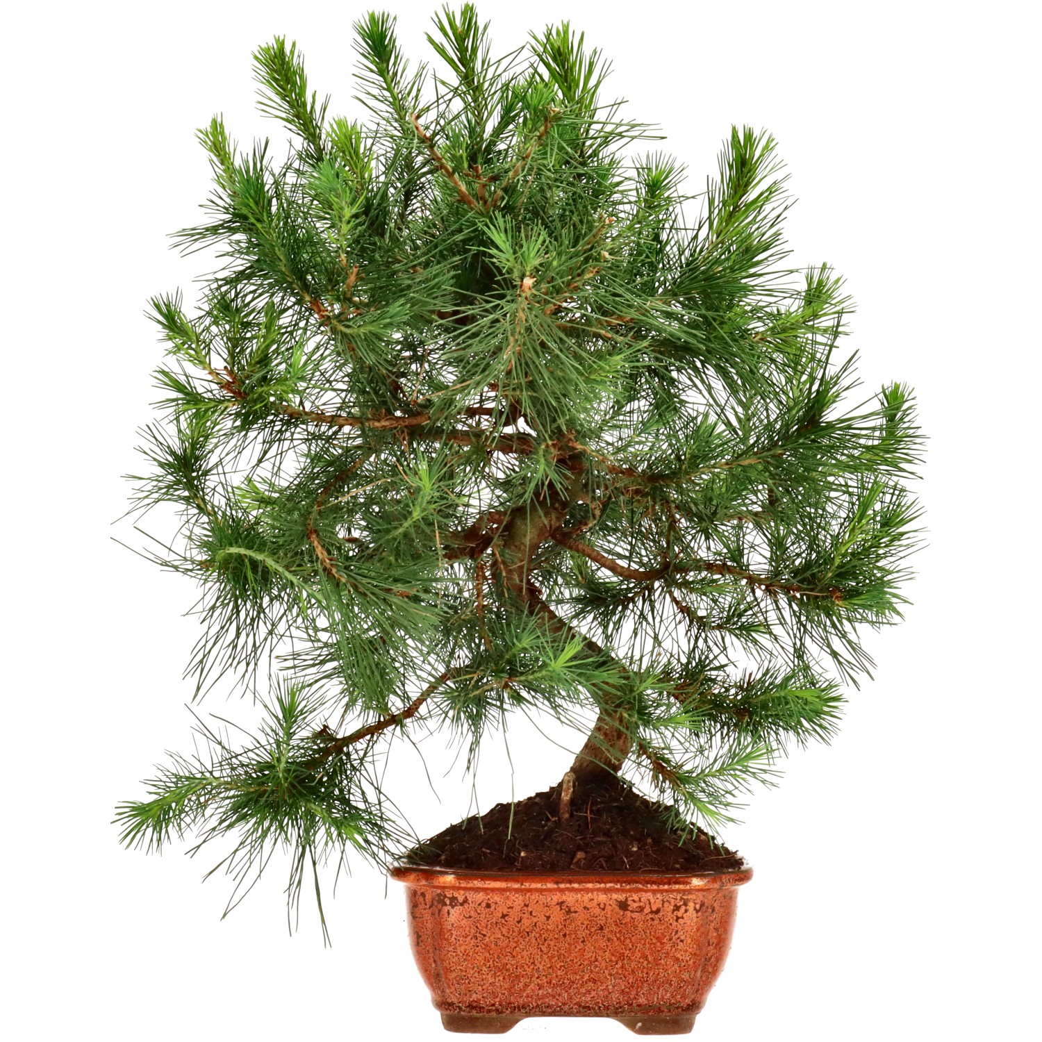 Pin d'Alep, env. 9 ans (34 cm)
