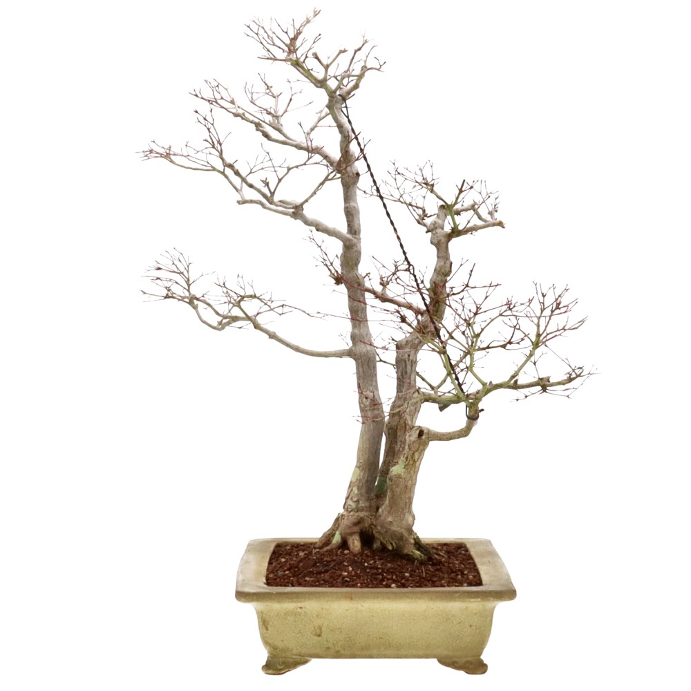 bonsai.fallbackImageTitle bonsai.fallbackImageTitle