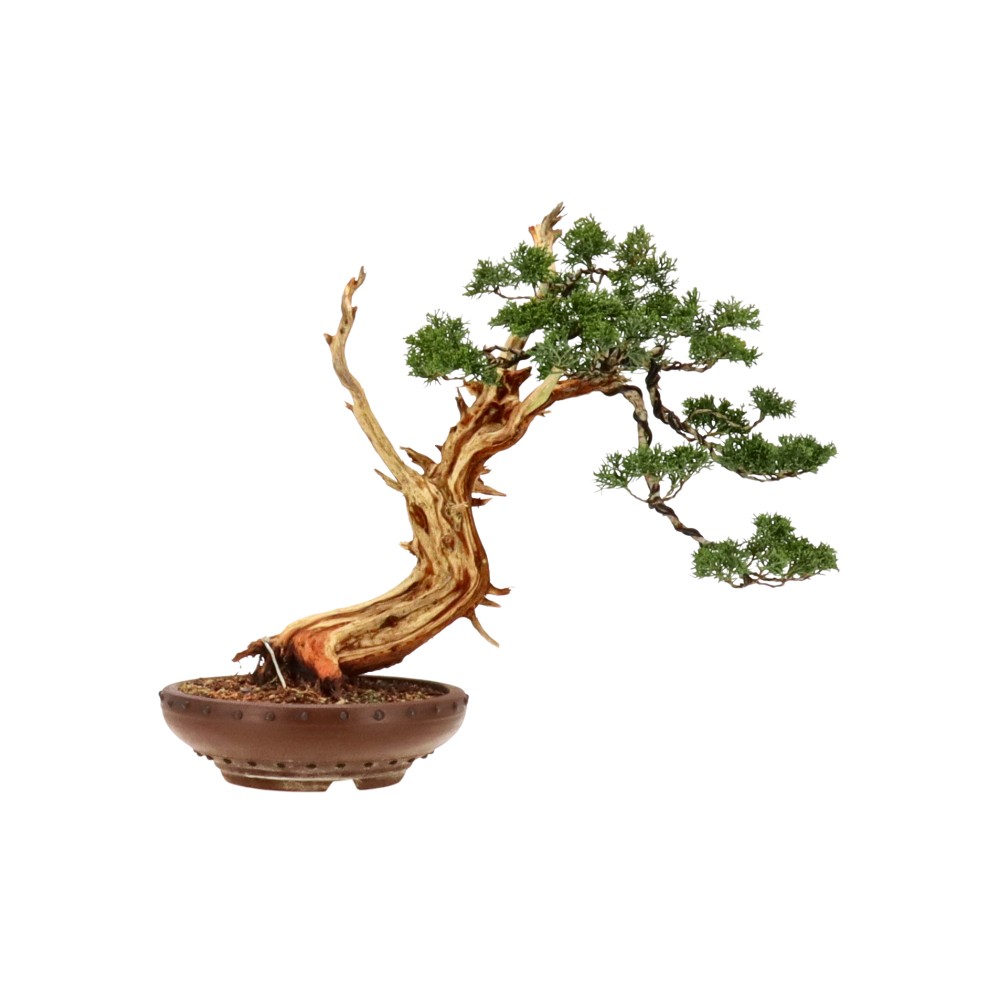 Genévrier de Chine, env. 40 ans (35 cm)