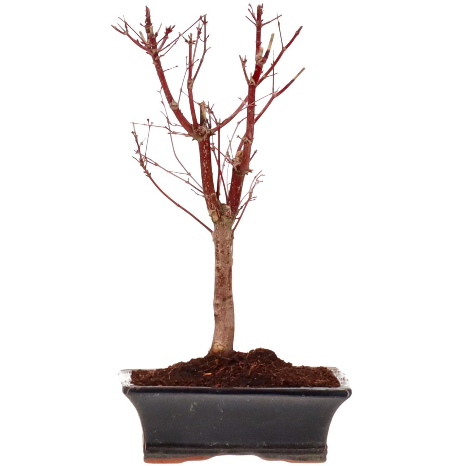Acero palmato (Katsura), ca. 10 anni (35 cm)