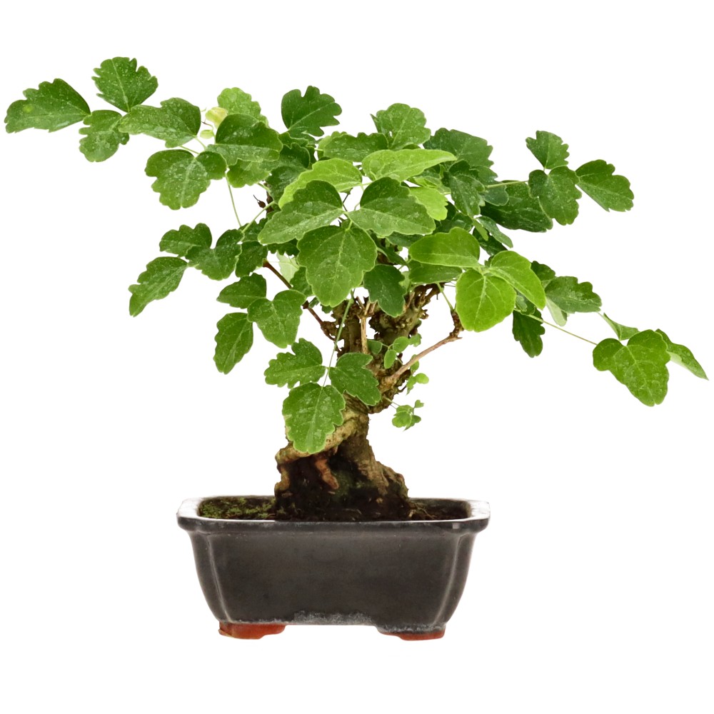 bonsai.fallbackImageTitle bonsai.fallbackImageTitle