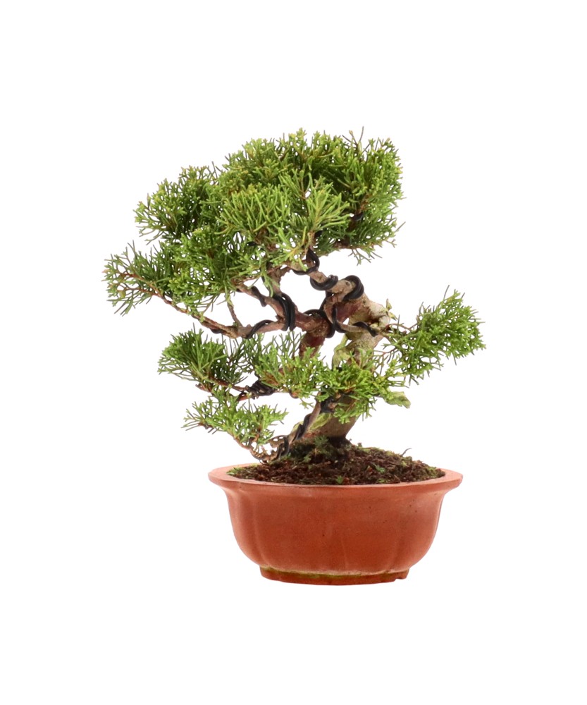 bonsai.fallbackImageTitle bonsai.fallbackImageTitle