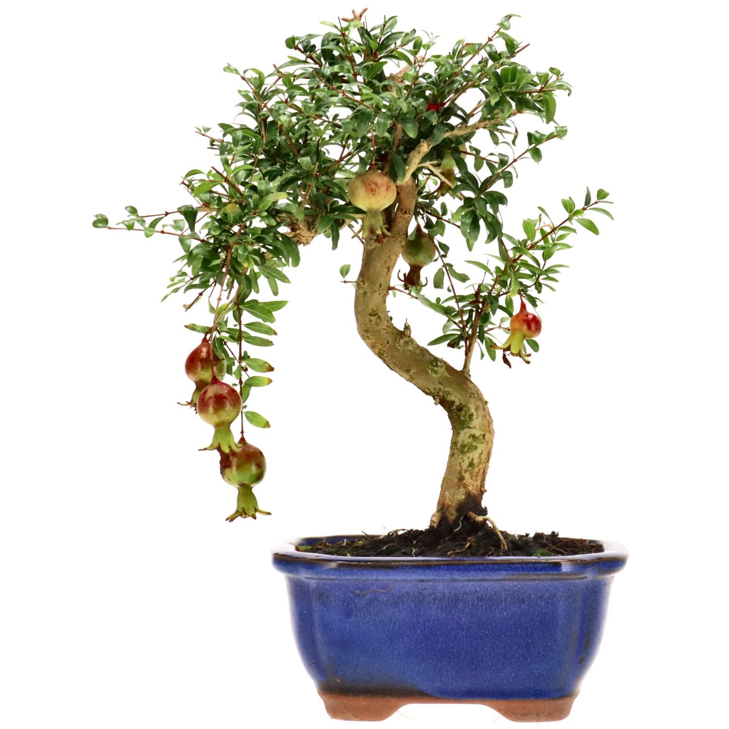 Granatapfel, ca. 9 J. (24 cm)