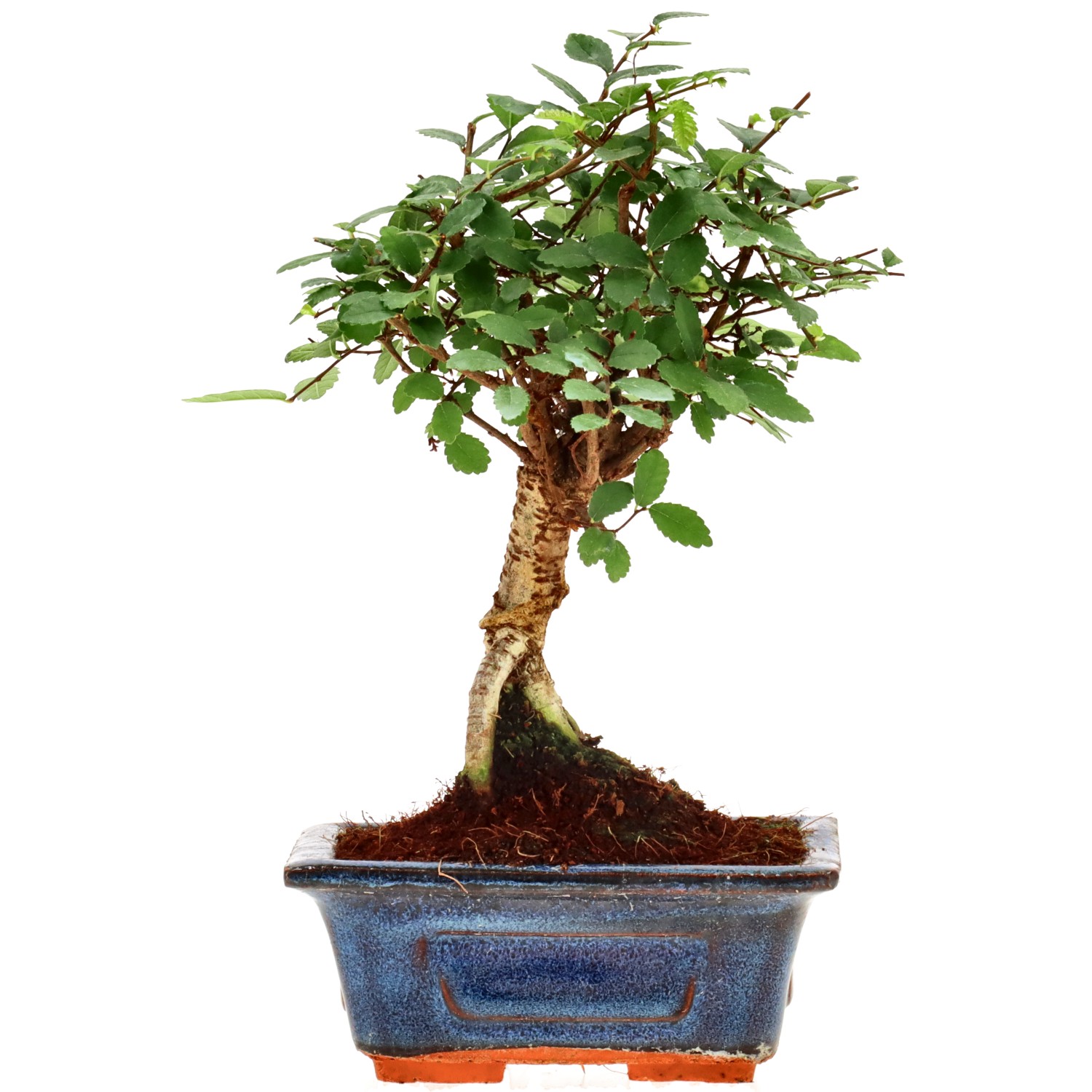 Chin. Ulme, ca. 6 J. (17 cm)