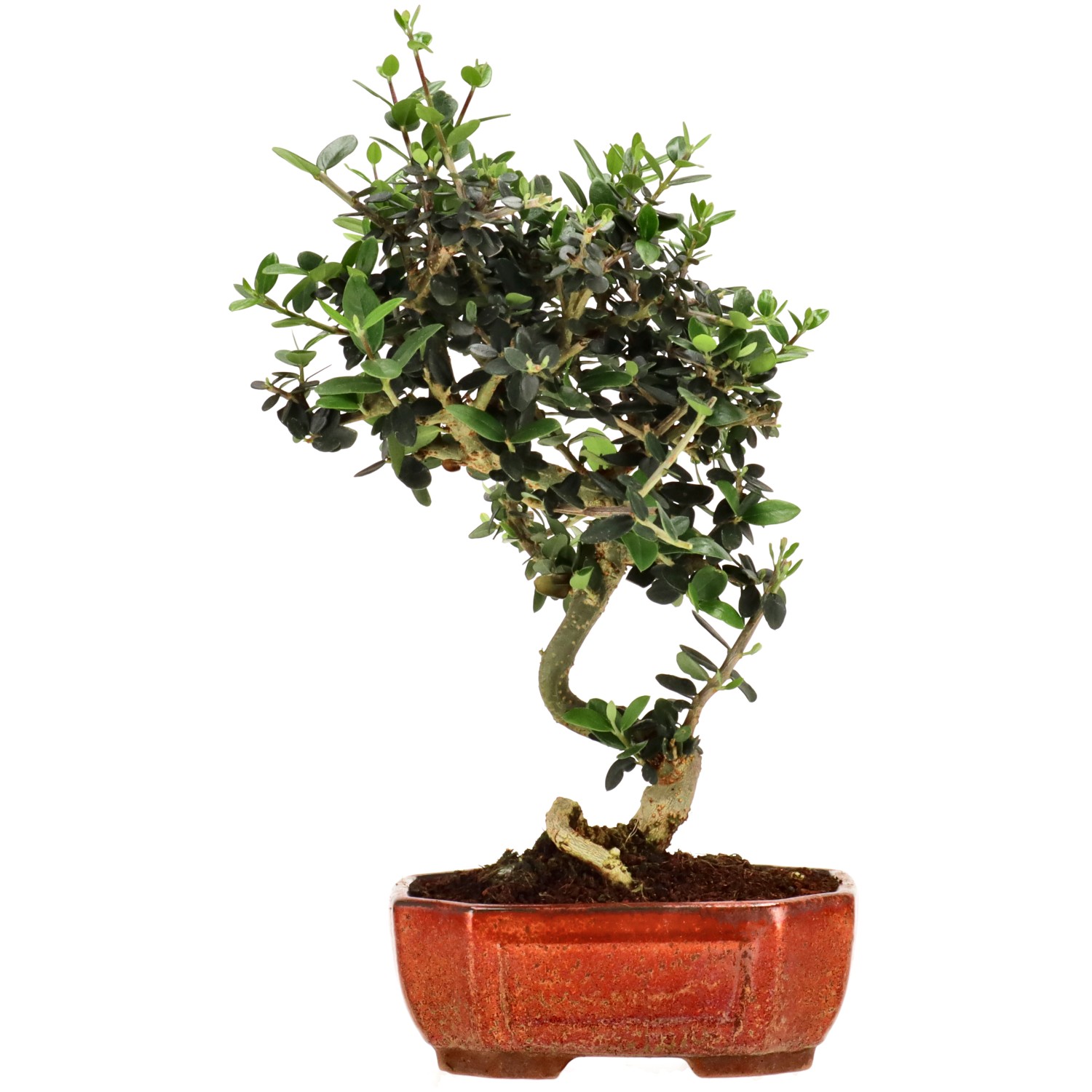 Olea sylvestris, env. 10 ans (30 cm)