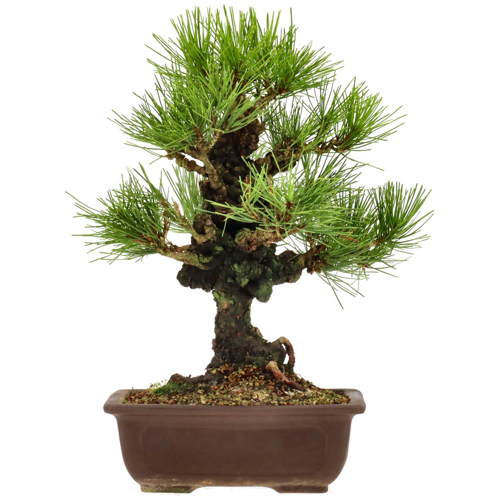 Pin noir du Japon, env. 14 ans (34 cm)