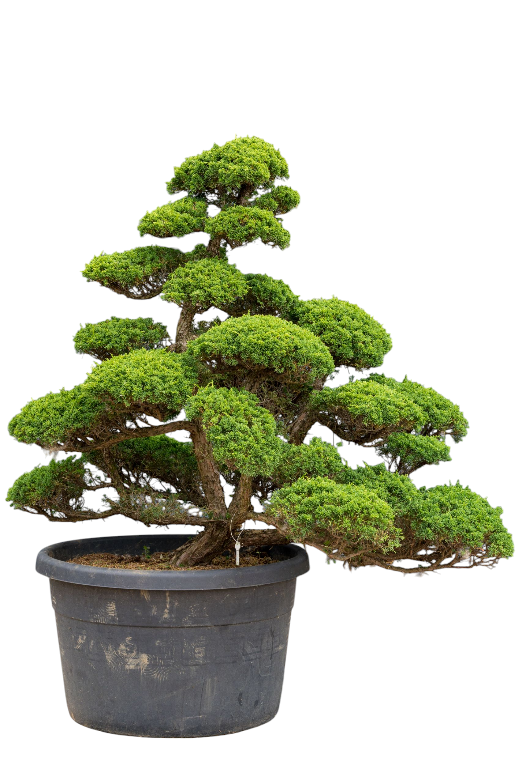 bonsai.fallbackImageTitle