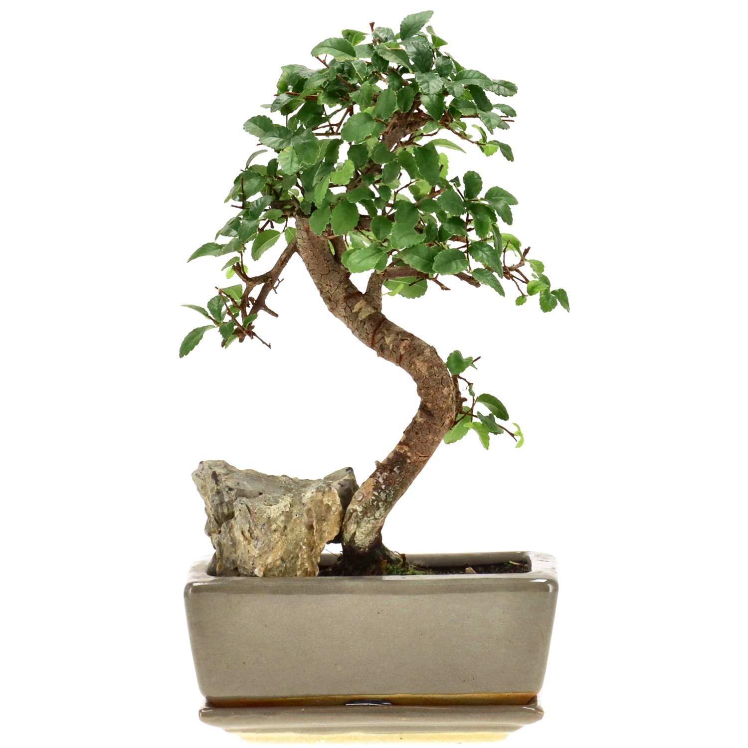 Chin. Ulme, mU., ca. 8 J. (22 cm)