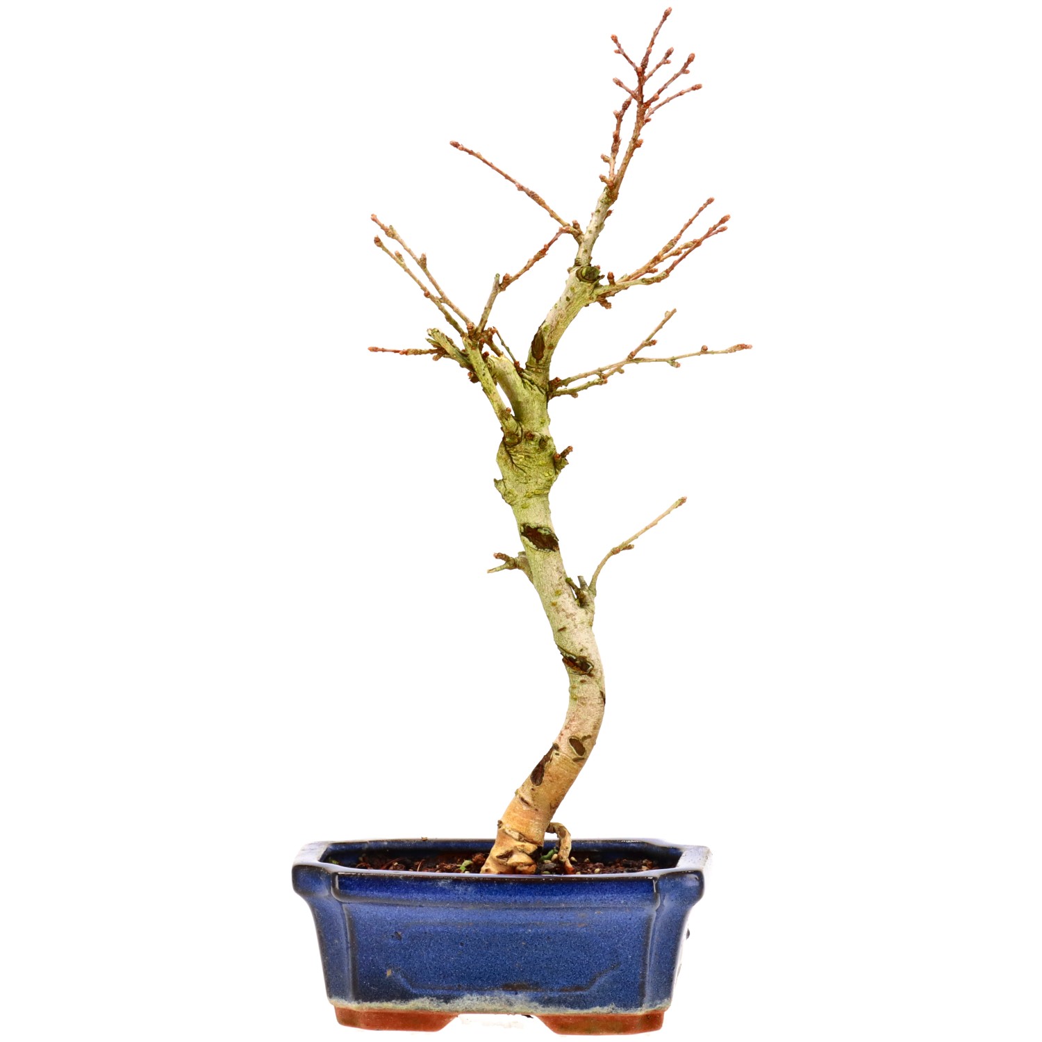 Golden Larch, approx. 7 y. (31 cm)