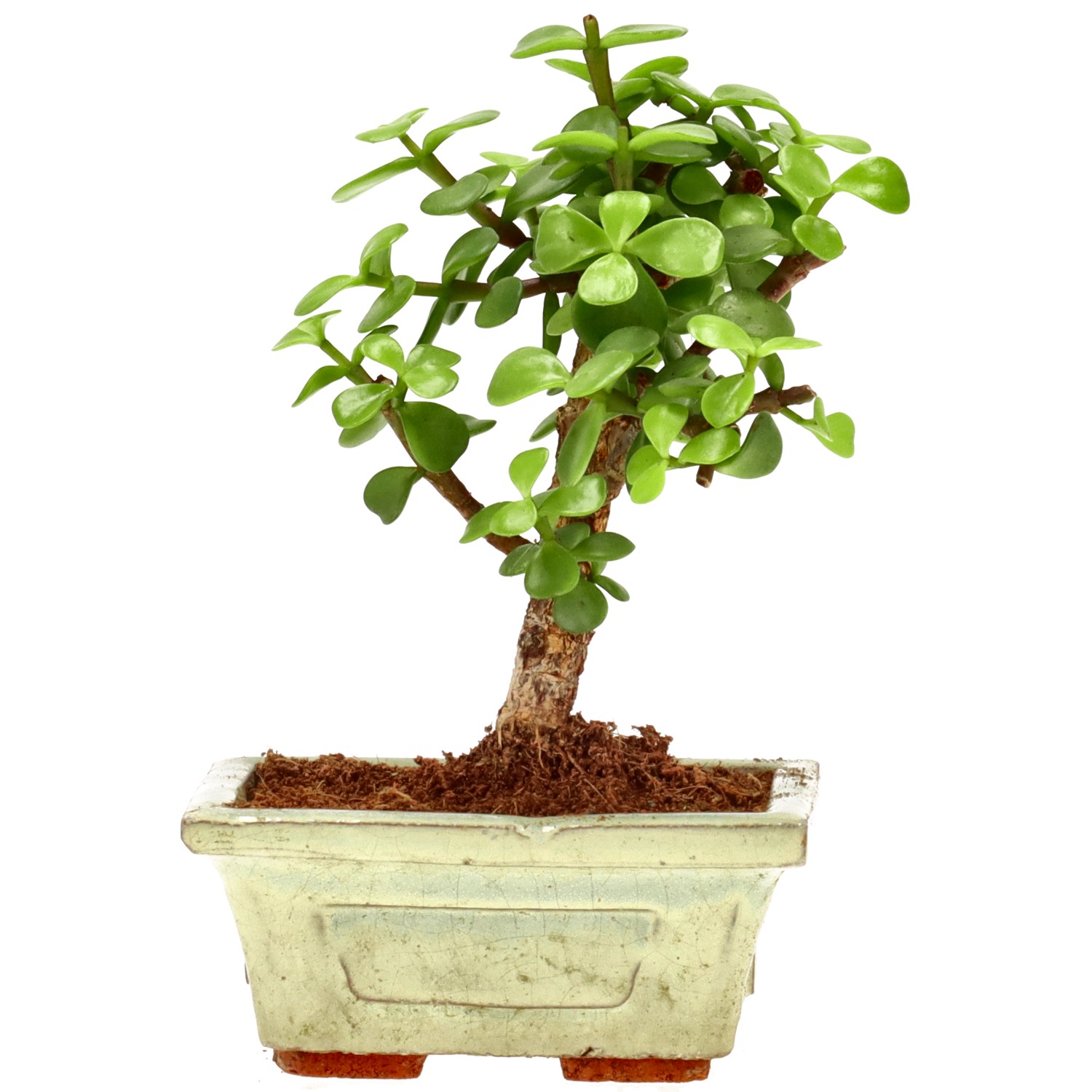 Elephant bush, approx. 5 y. (15 cm)