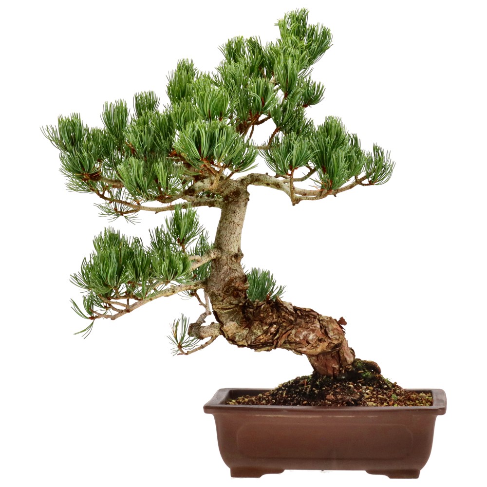 bonsai.fallbackImageTitle bonsai.fallbackImageTitle