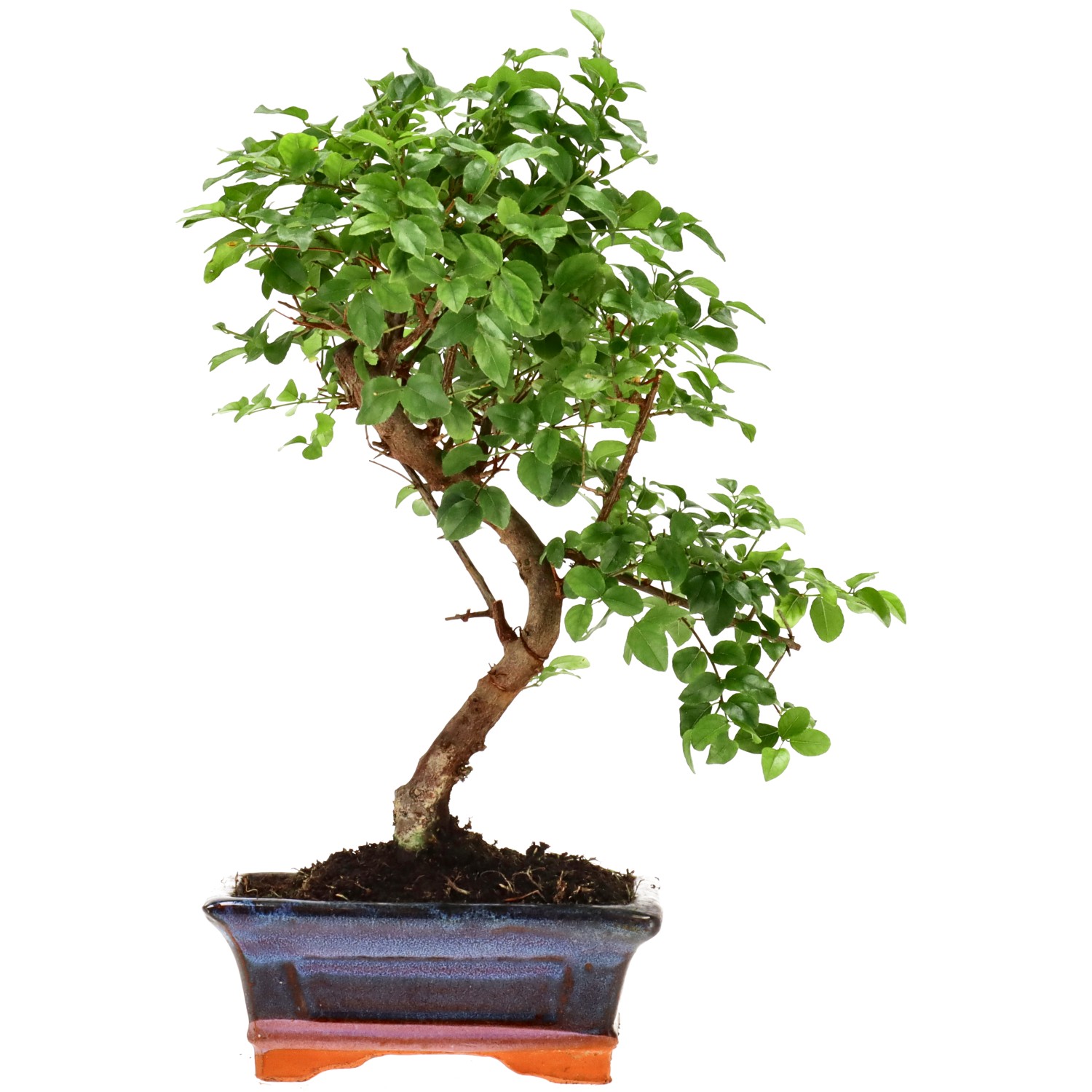 Sageretia, ca. 9 j. (28 cm)