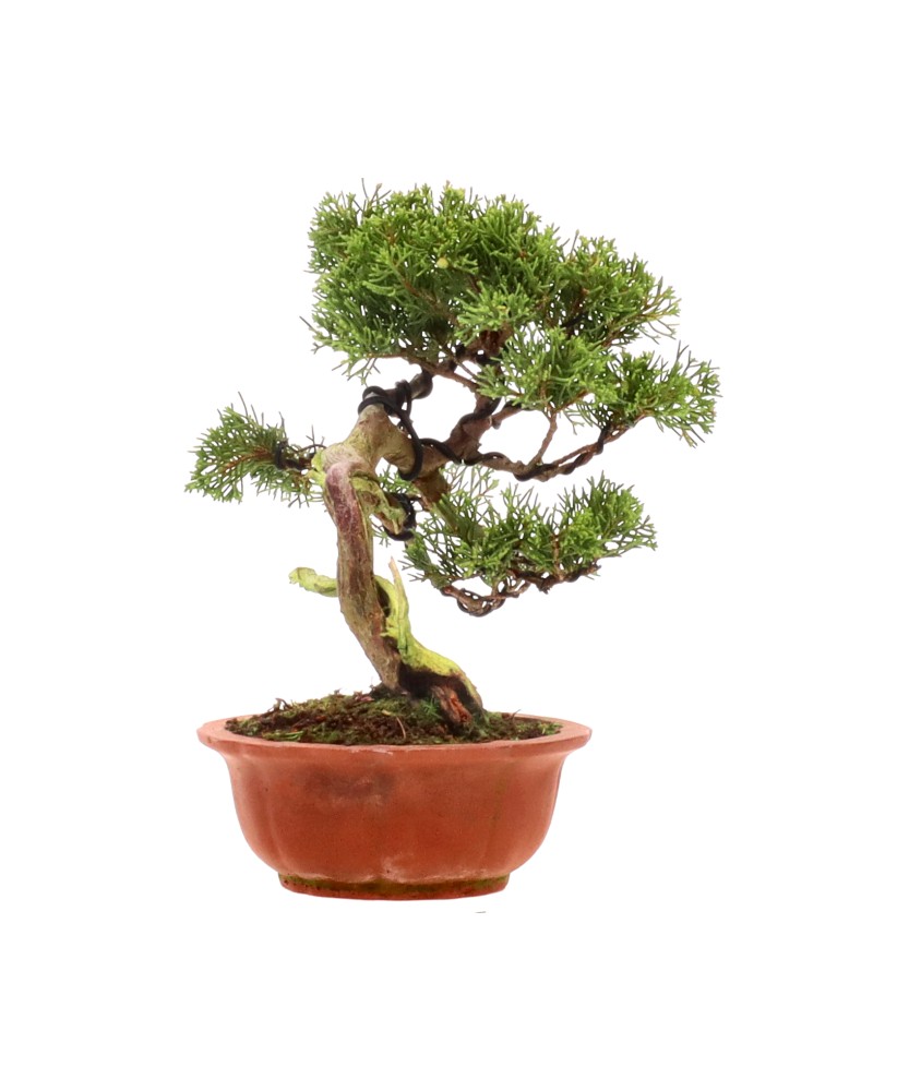 bonsai.fallbackImageTitle bonsai.fallbackImageTitle