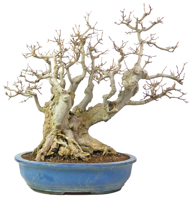 Dreispitzahorn, ca. 40 J. (73 cm) bonsai.fallbackImageTitle