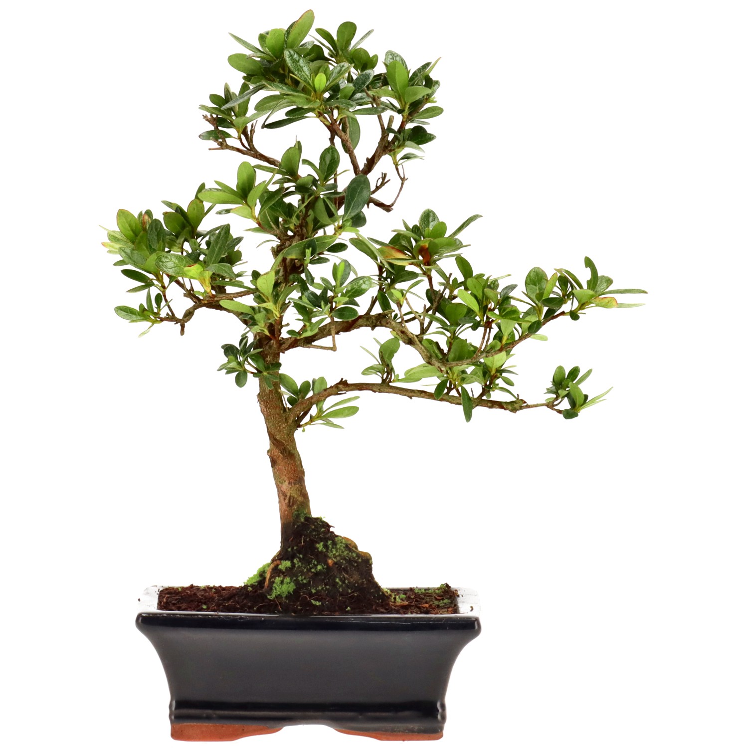 Azalée japonaise (Osakazuki), env. 8 ans (25 cm)