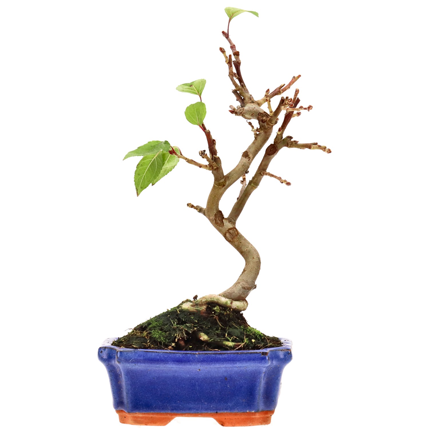 Pommier d’ornement, env. 7 ans (25 cm)