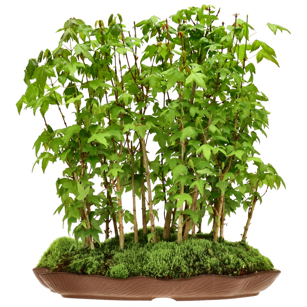 Érable trident, env. 5 ans (40 cm)
