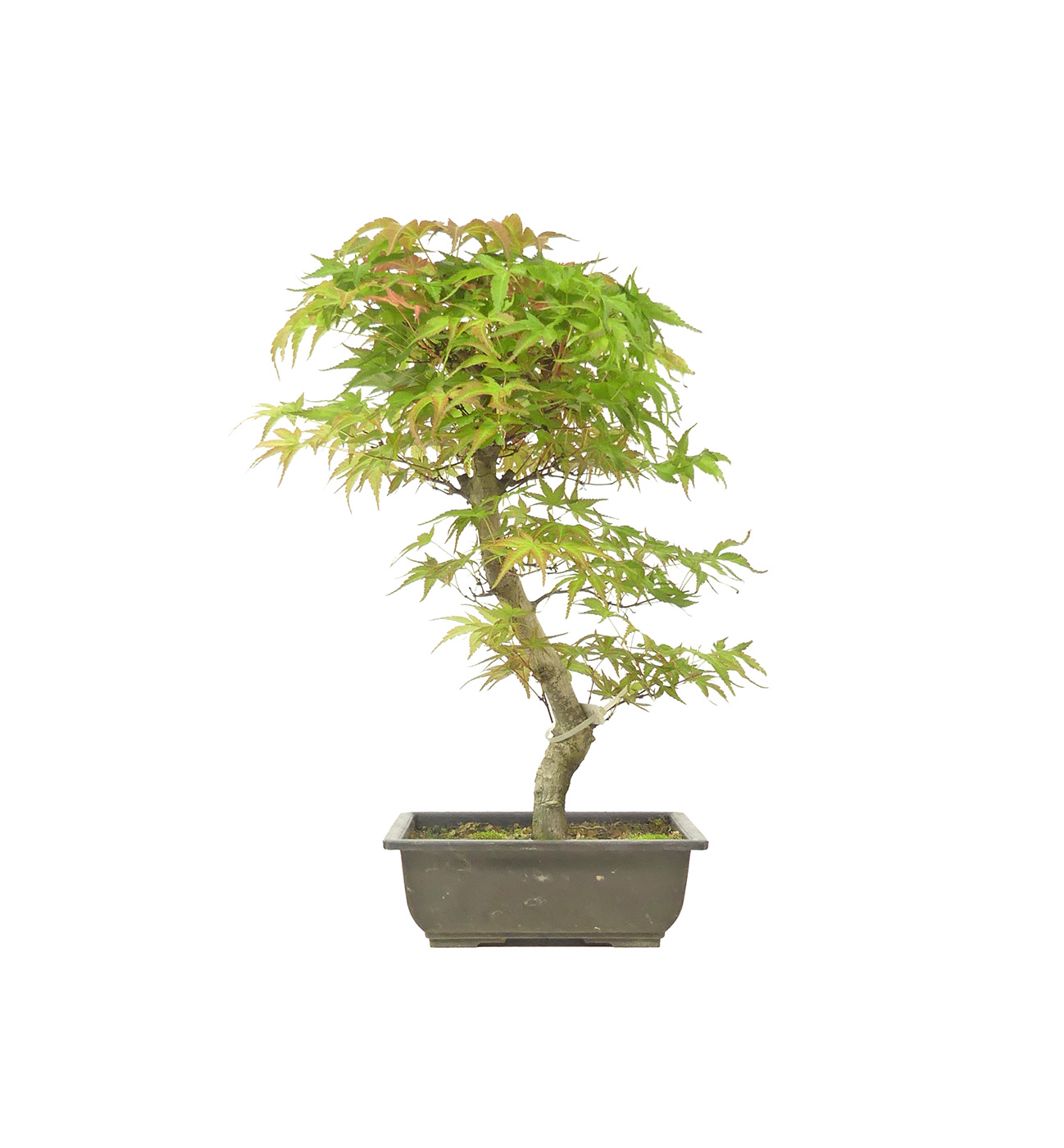 Jap. Fächerahorn, ca. 12 Jahre (38 cm)