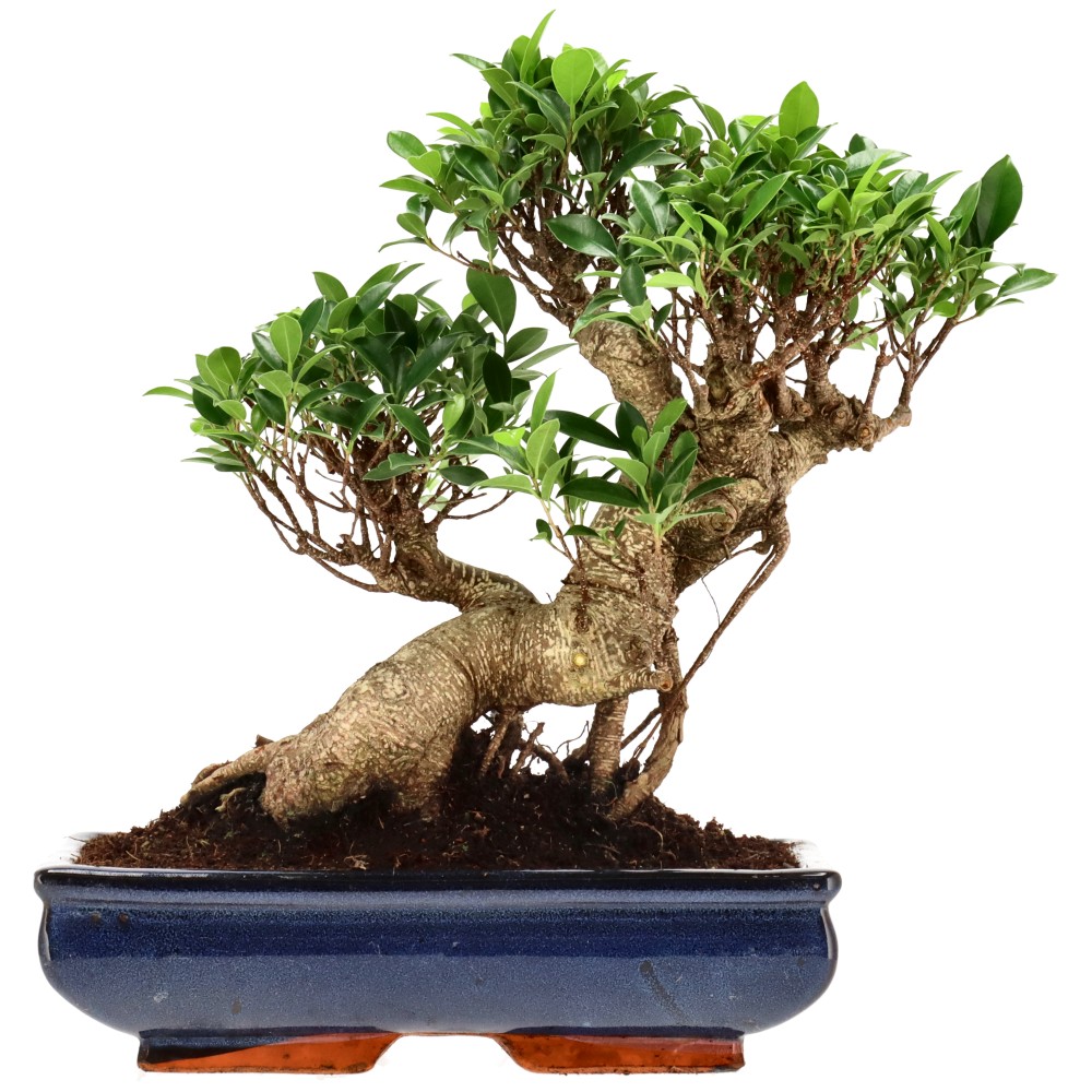 Ficus Retusa, aprox. 22 años (35 cm)