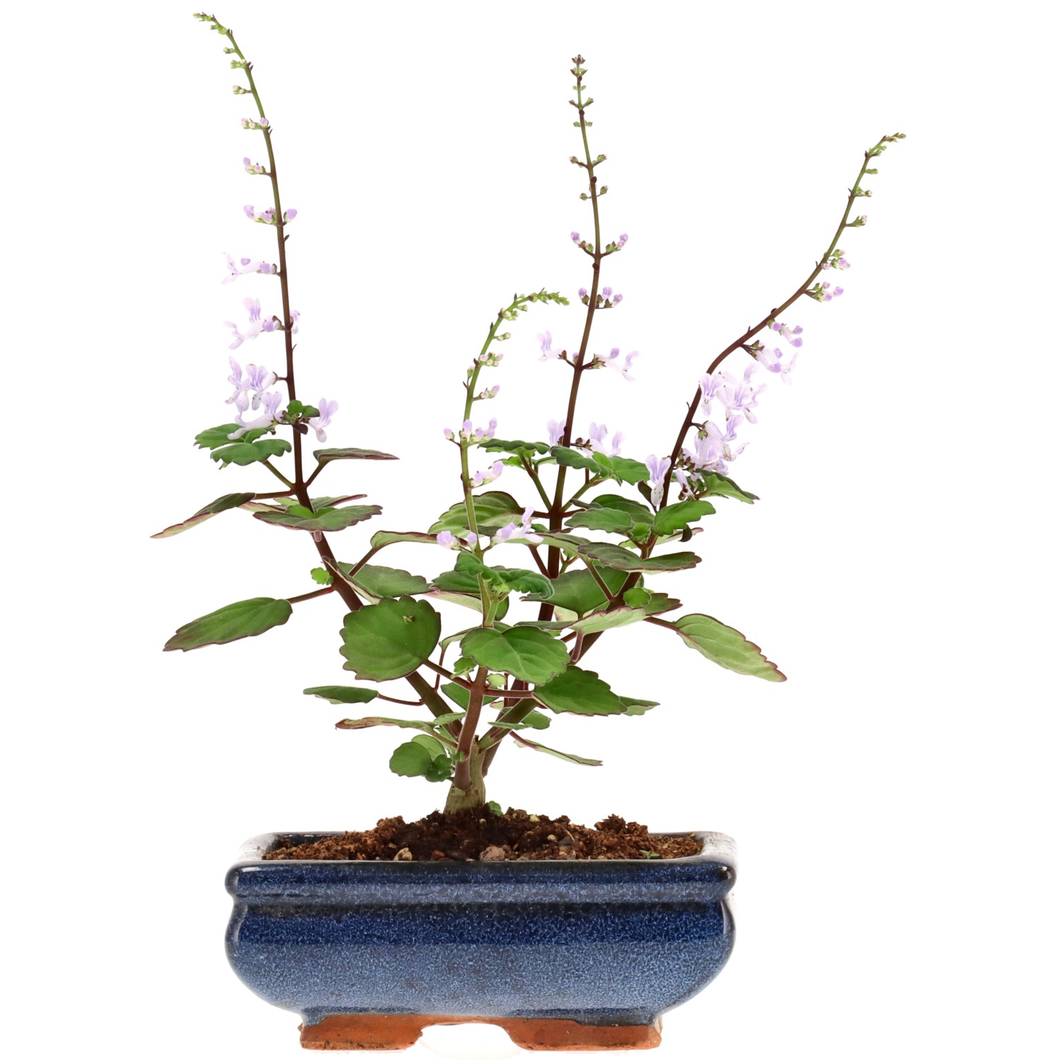 Plectranthus, env. 1 ans (14 cm)