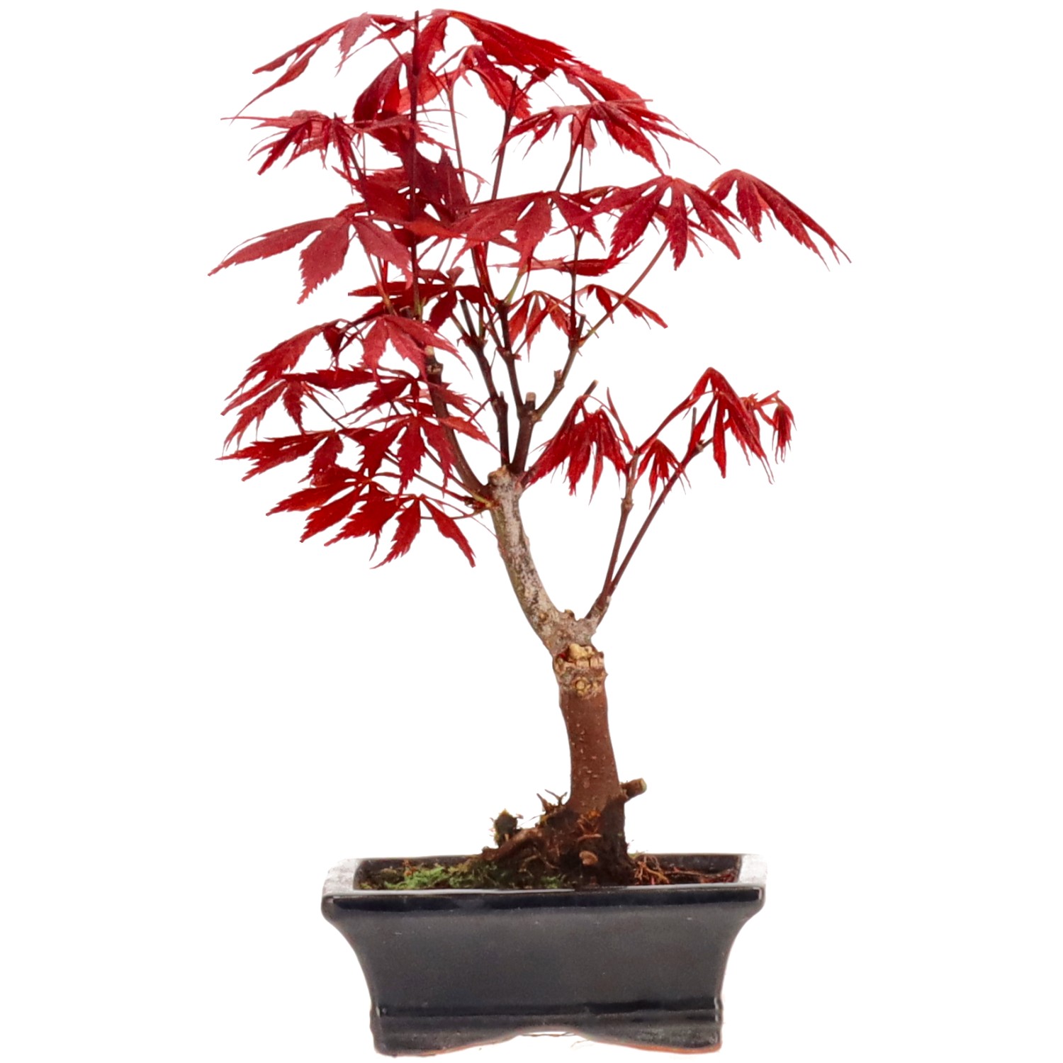 Jap. Fächerahorn (Atropurpureum), ca. 7 J. (25 cm)