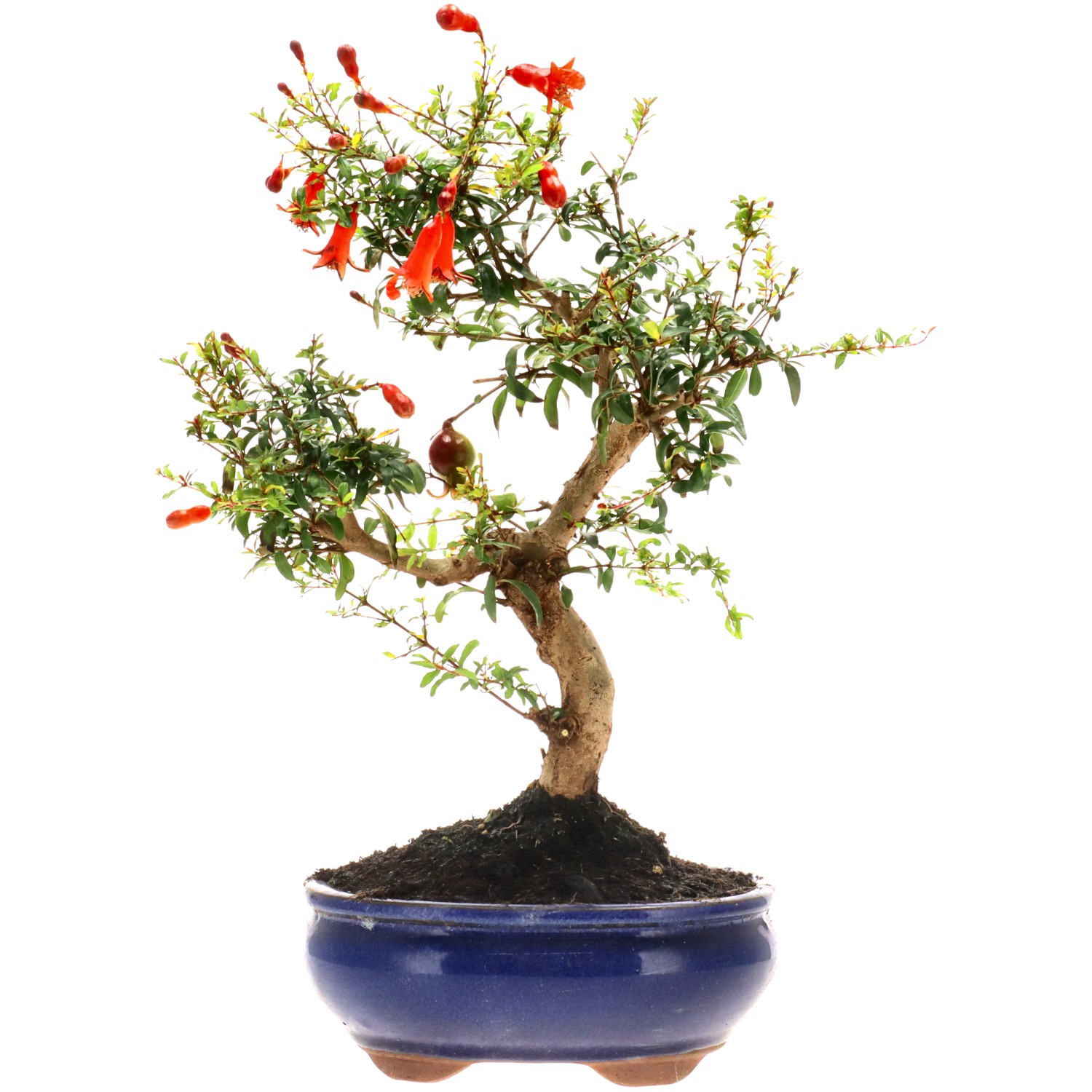 Pomegranate, approx. 10 y. (33 cm)