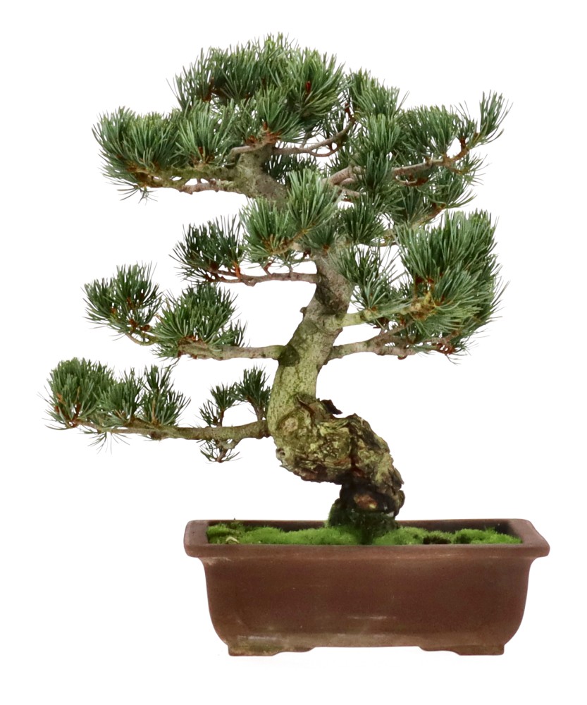 bonsai.fallbackImageTitle bonsai.fallbackImageTitle