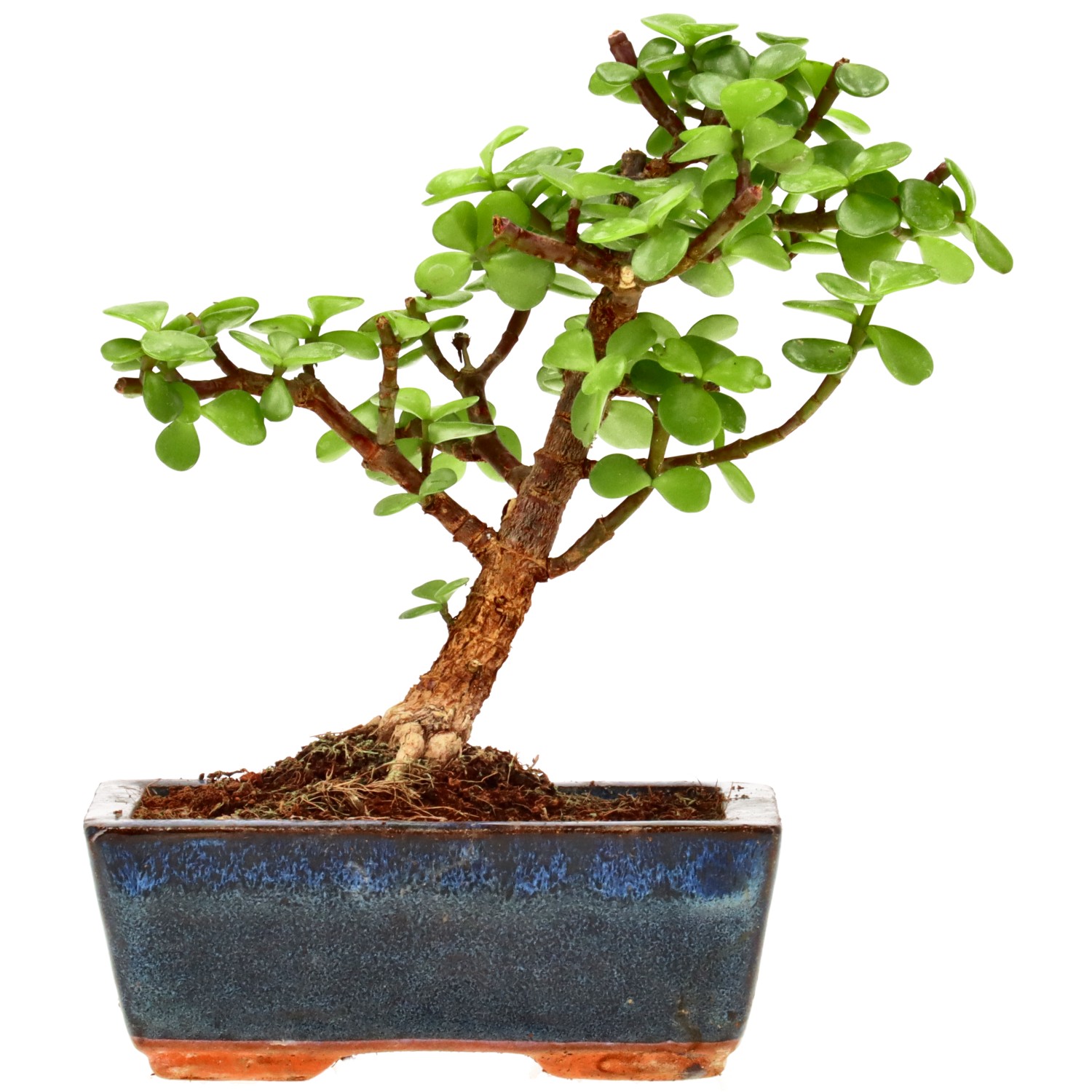 Jadebaum, ca. 7 J. (17 cm)