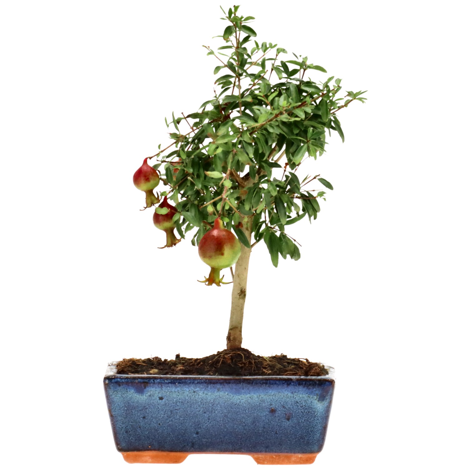 Granatapfel, ca. 6 J. (22 cm)