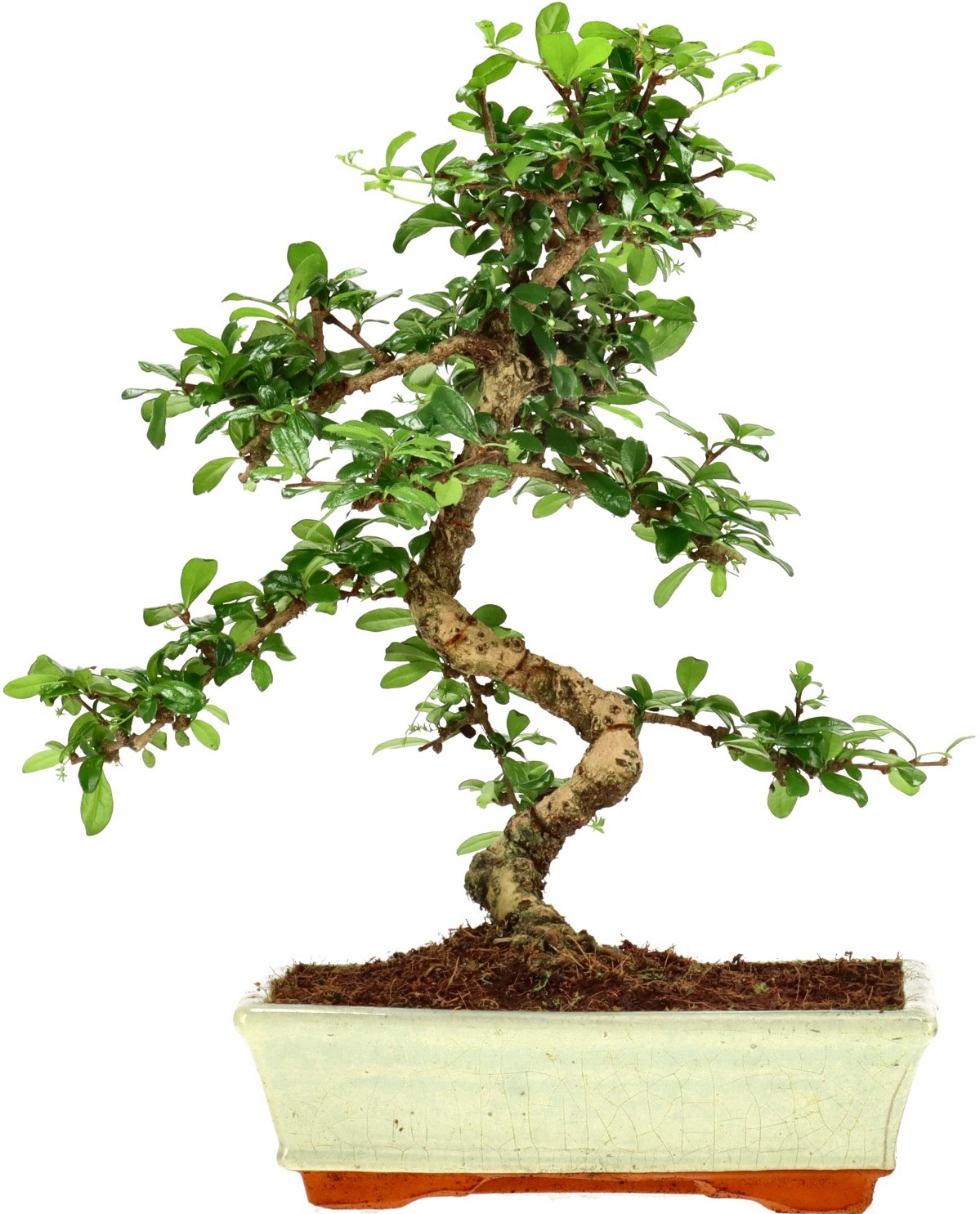 [Z036] Fukientee, ca. 12 Jahre