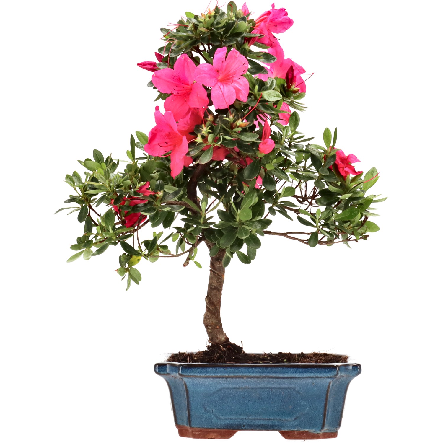 Azalea giapponese (Osakazuki), ca. 10 anni (31 cm)