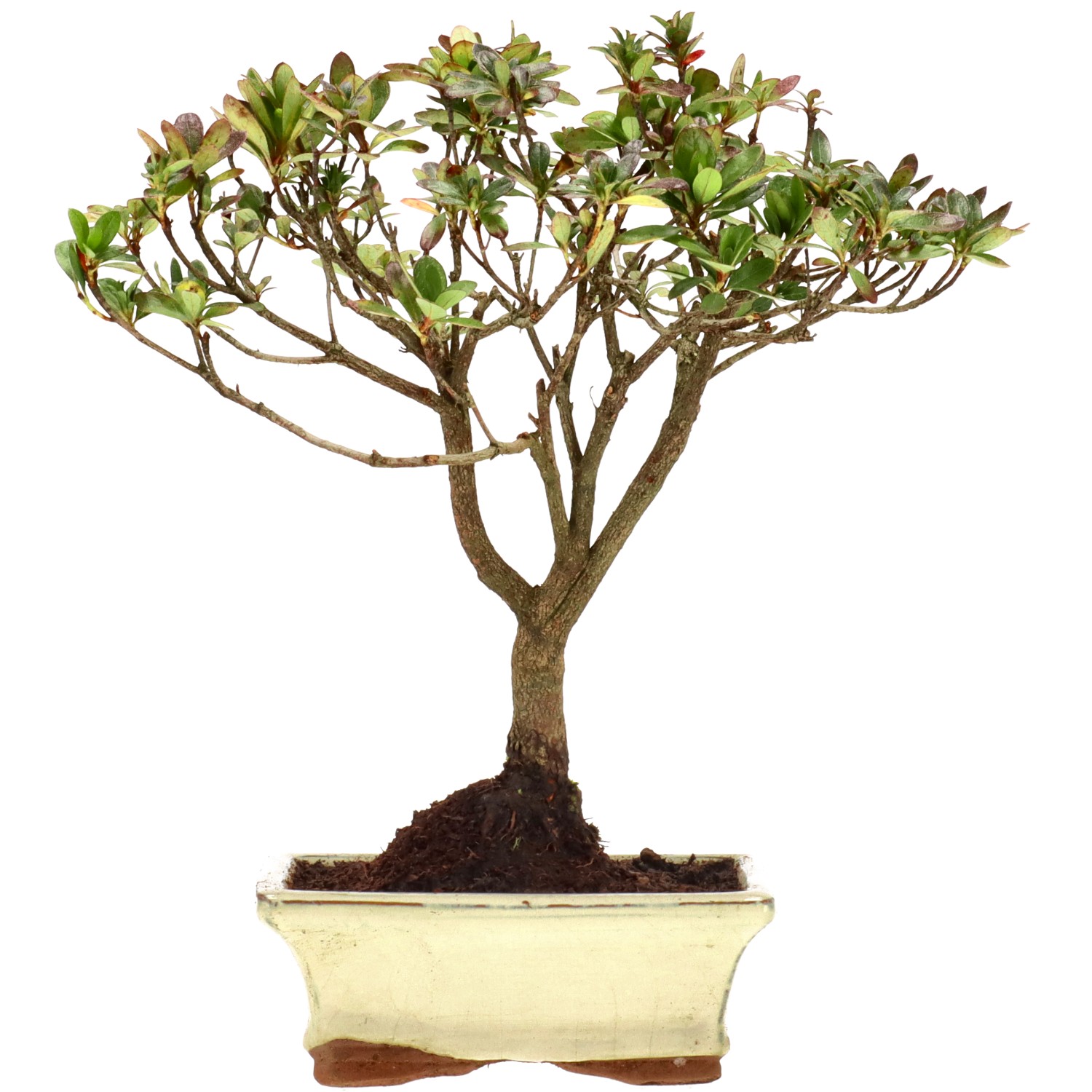 Azalea giapponese (Osakazuki), ca. 9 anni (25 cm)