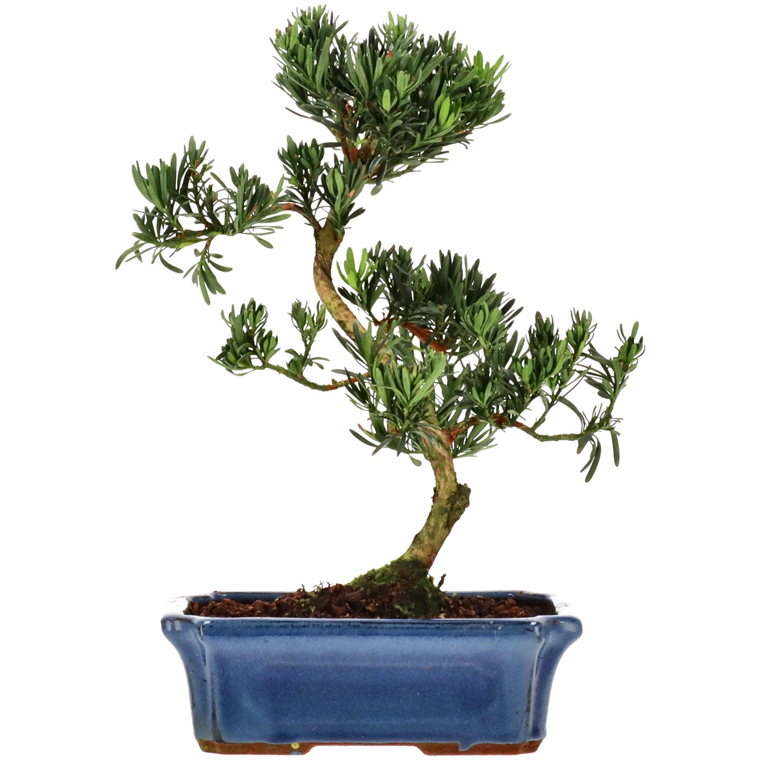 Chin. Steineibe, ca. 12 J. (33 cm)