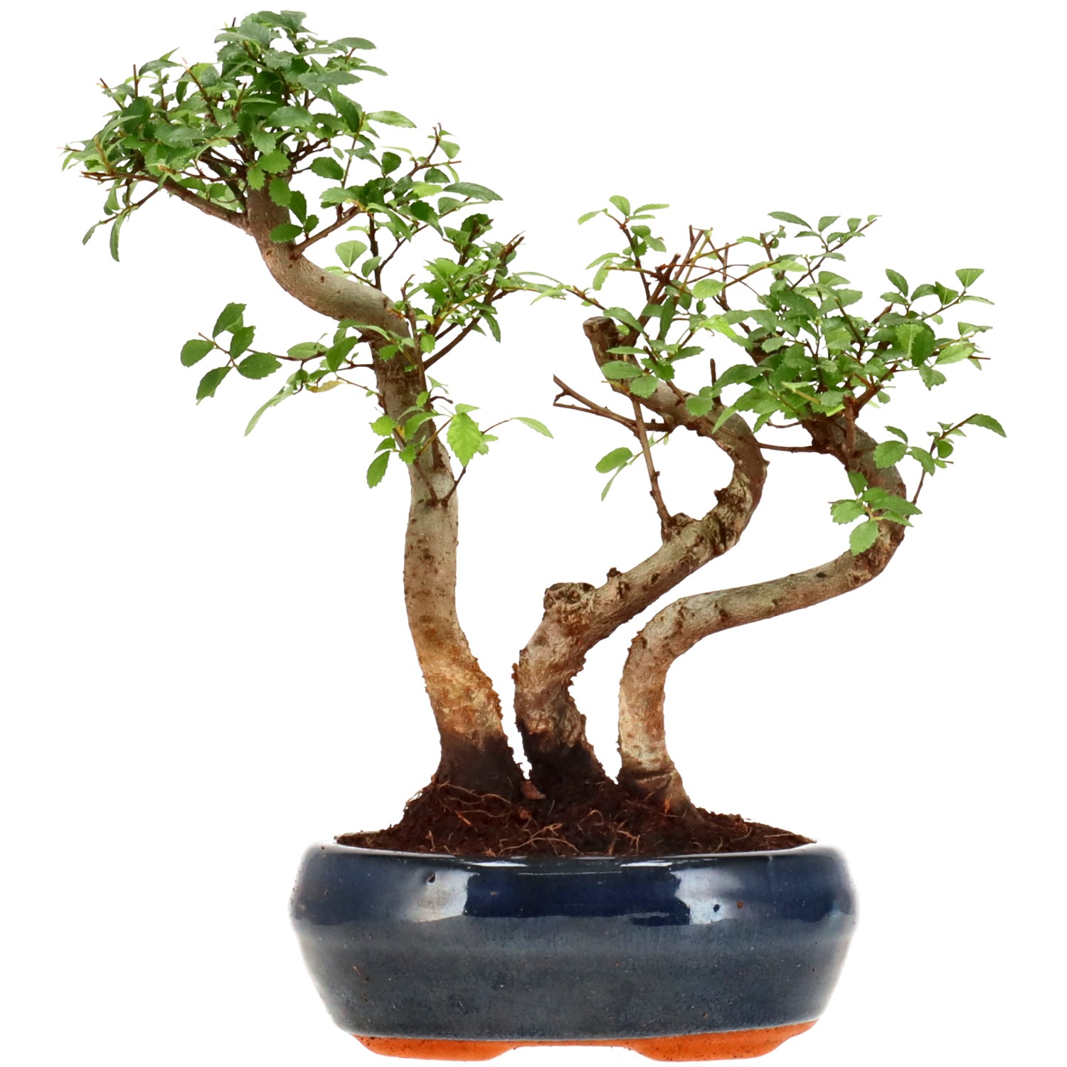 Chin. Ulme, ca. 6 J. (23 cm)