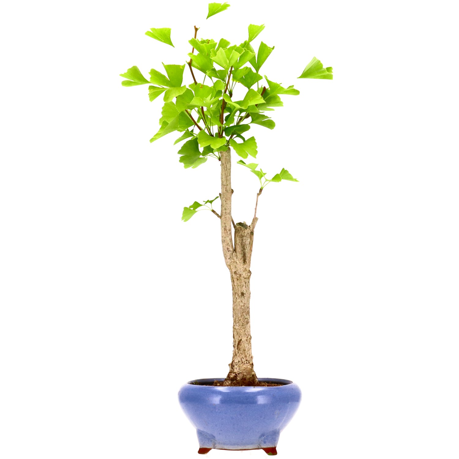 Ginkgo, ca. 12 J. (57 cm)