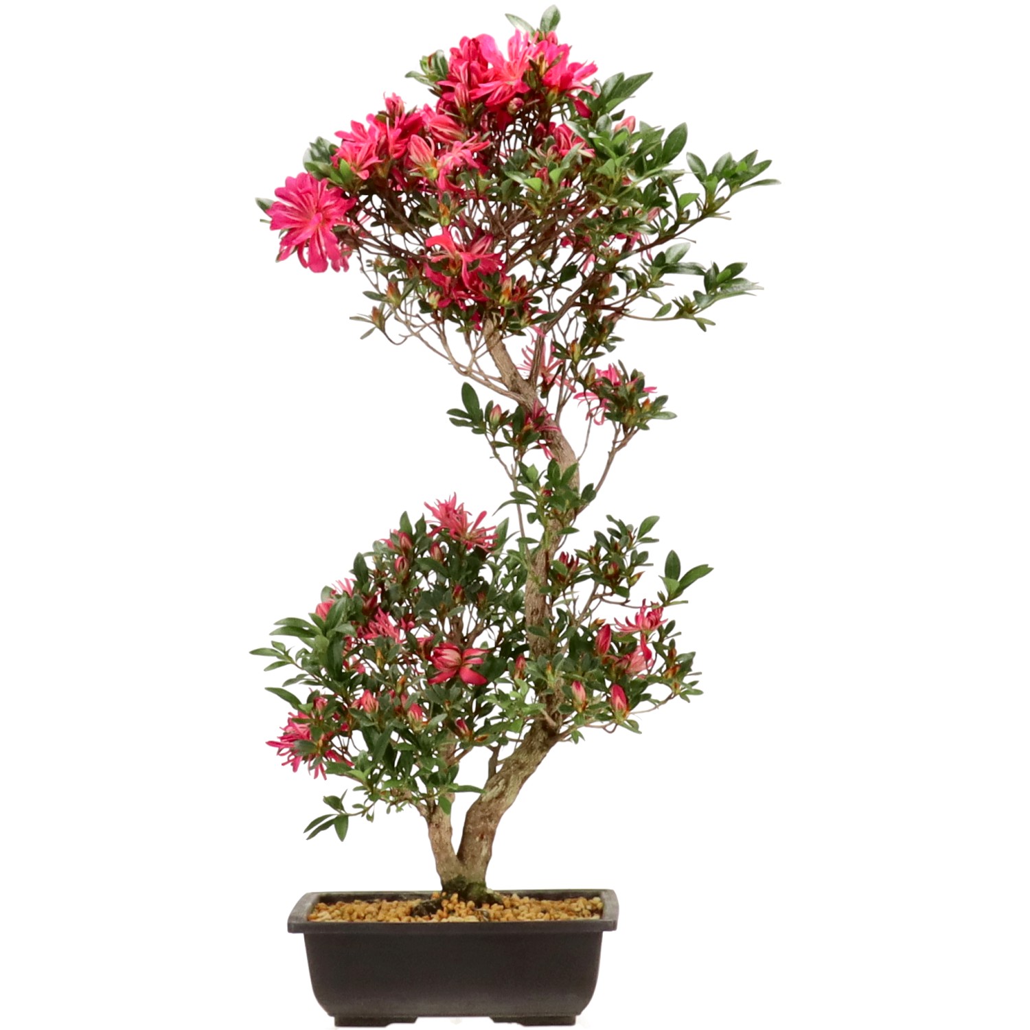 Azalea japónica, aprox. 12 años (60 cm)